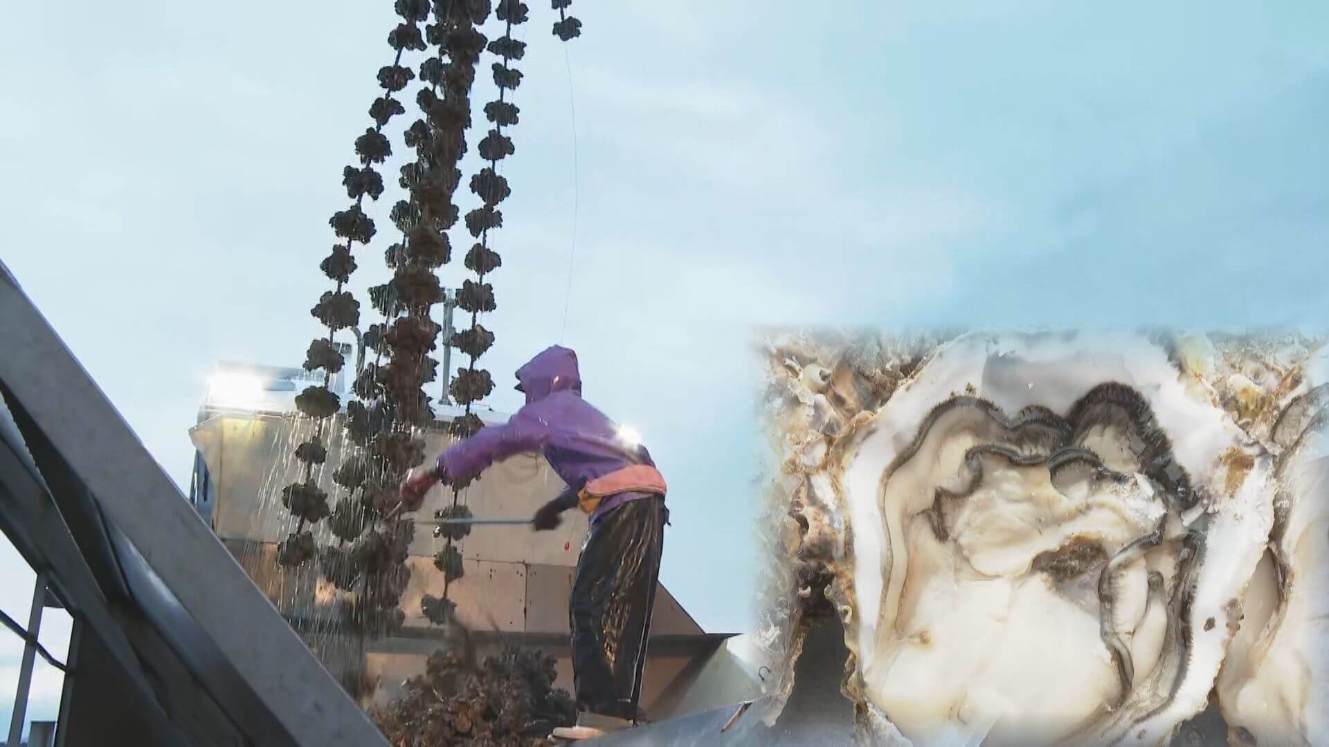 今年も約3週間遅れの水揚げ解禁・・・冬の味覚「カキ」出荷始まる 広島