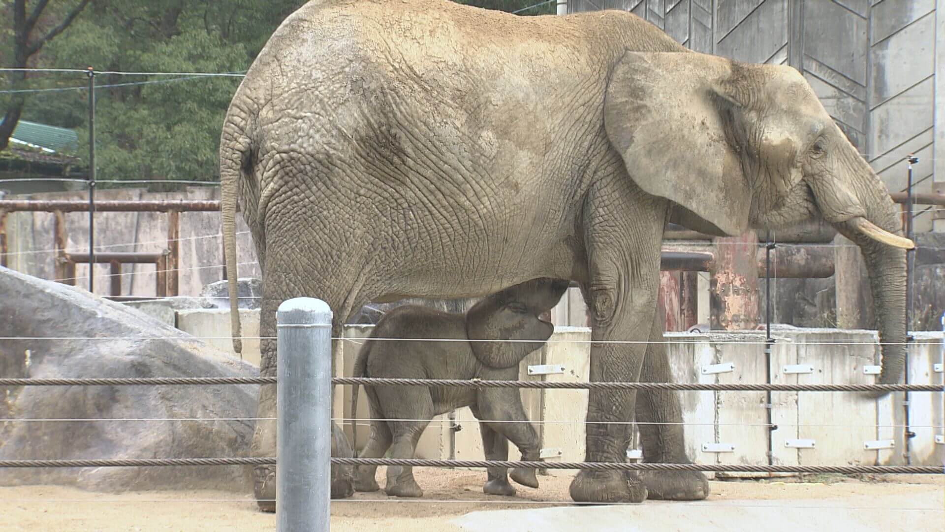 マルミミゾウ名前は「アオ」夏の青く広い空のように 広島