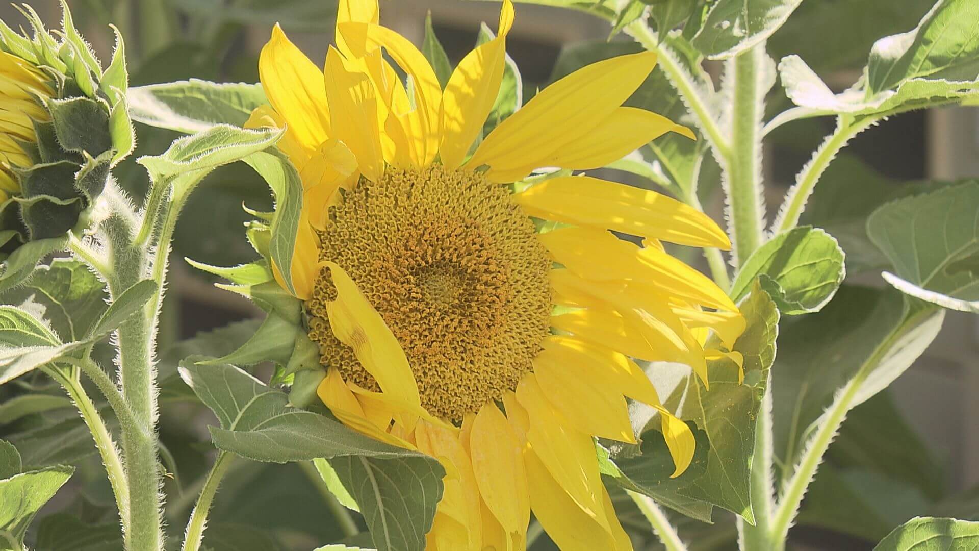 あいりさん殺害事件から２０年　小学校でヒマワリ贈呈式　広島