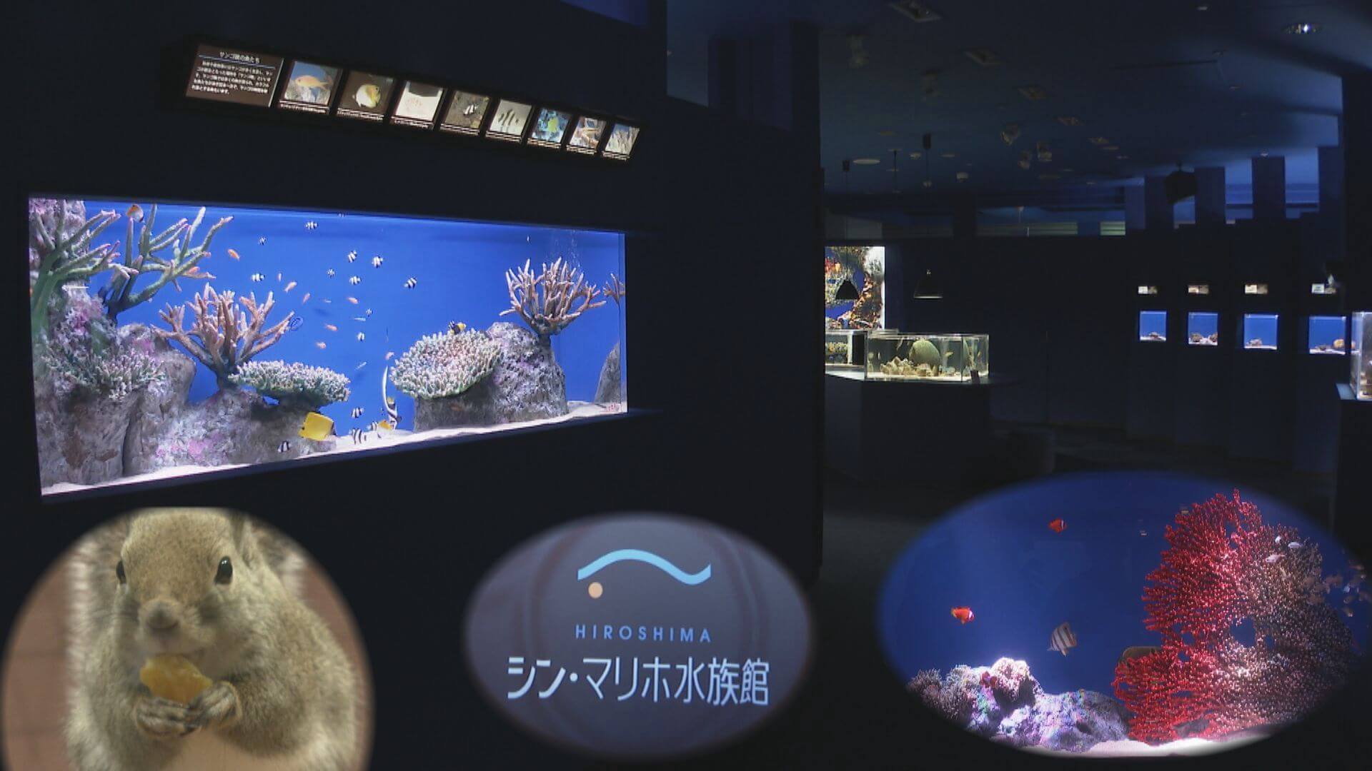 【広島】　来月開館のシン・マリホ水族館お披露目