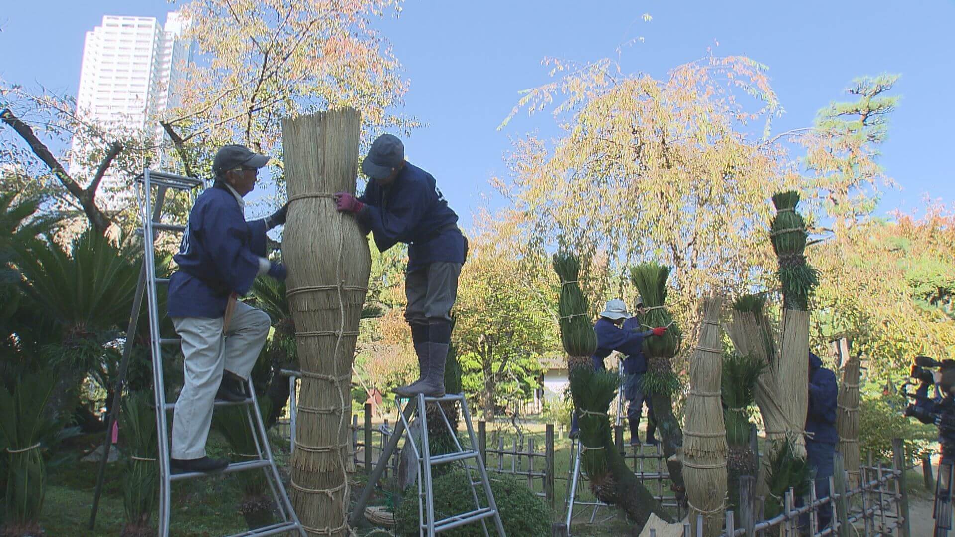 １１月７日は「立冬」　縮景園でソテツのコモ巻き　広島