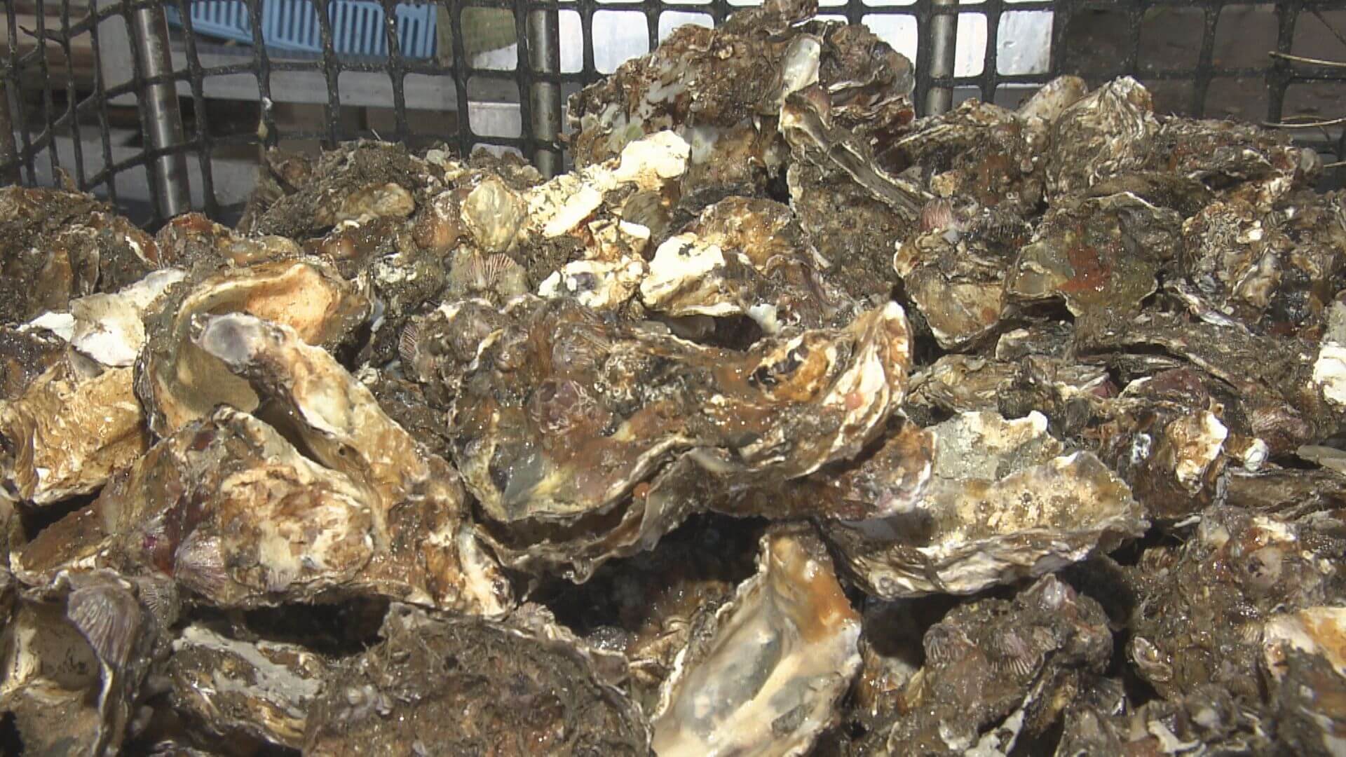 広島湾の沖合で「養殖しているカキが盗まれた」海保へ通報　漁協は注意を呼びかけ