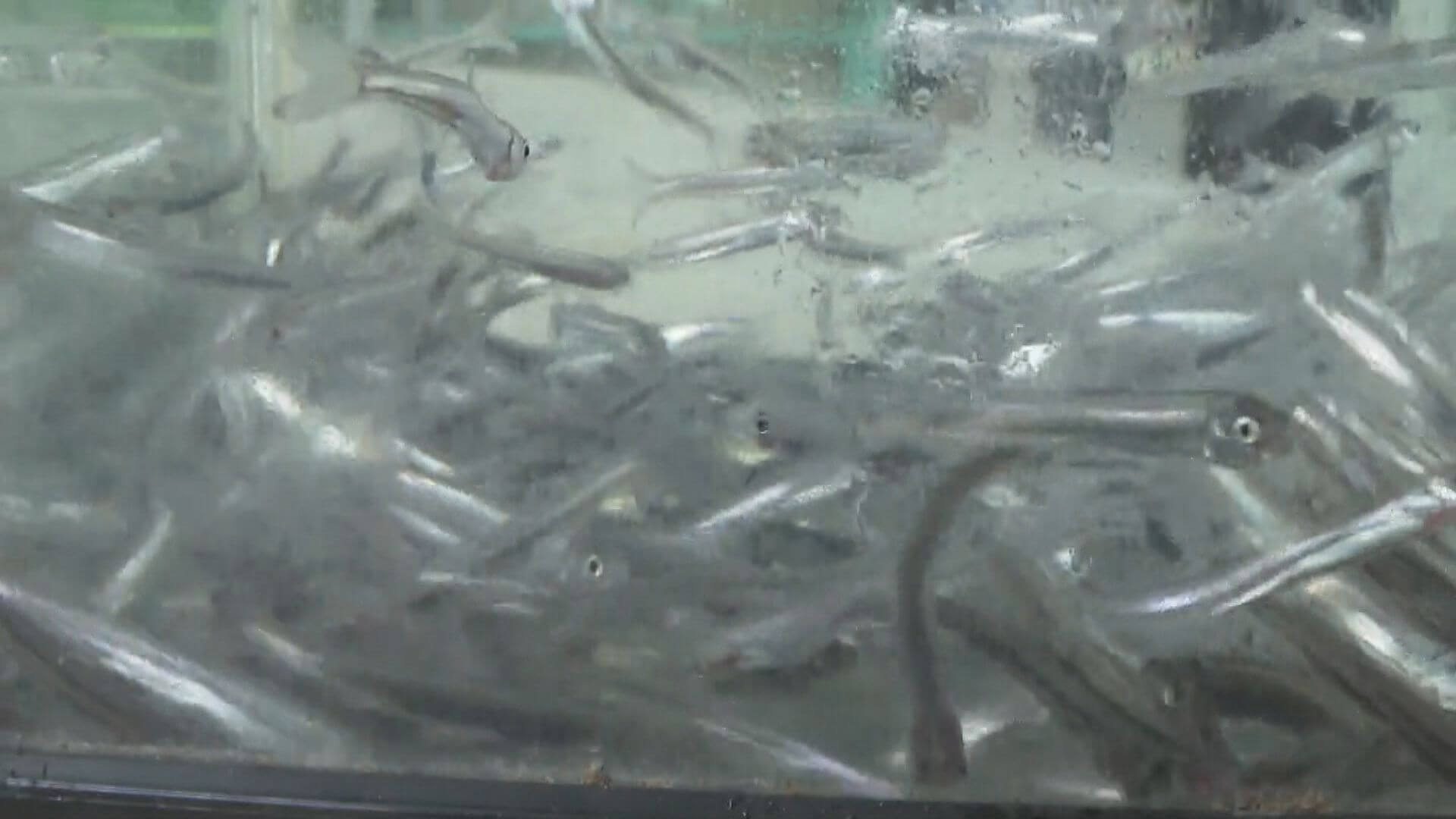 稚アユが中間育成場に到着 春に江の川へ放流 広島・三次市