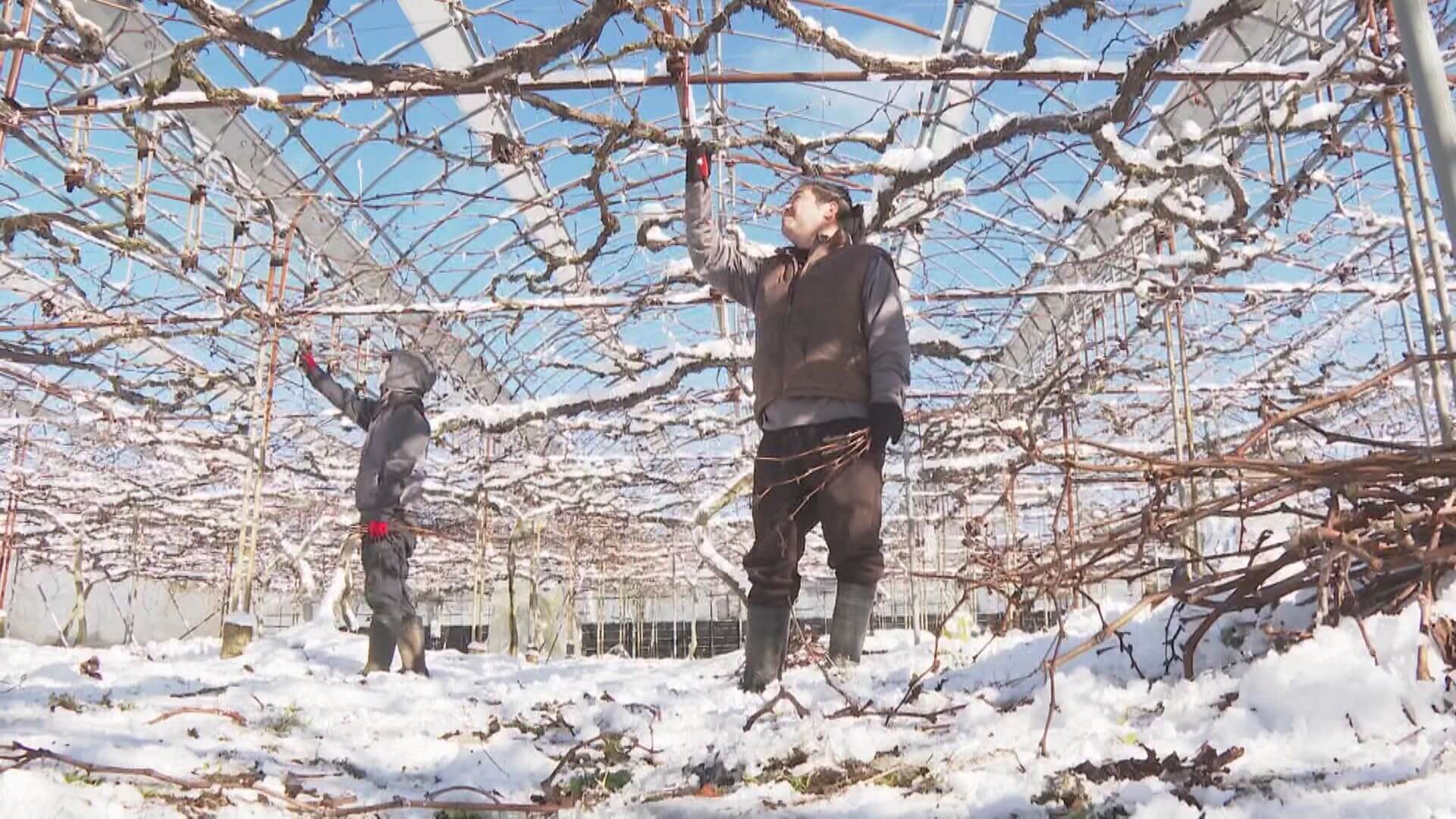 ピオーネの剪定作業が最盛期　【広島県・三次】