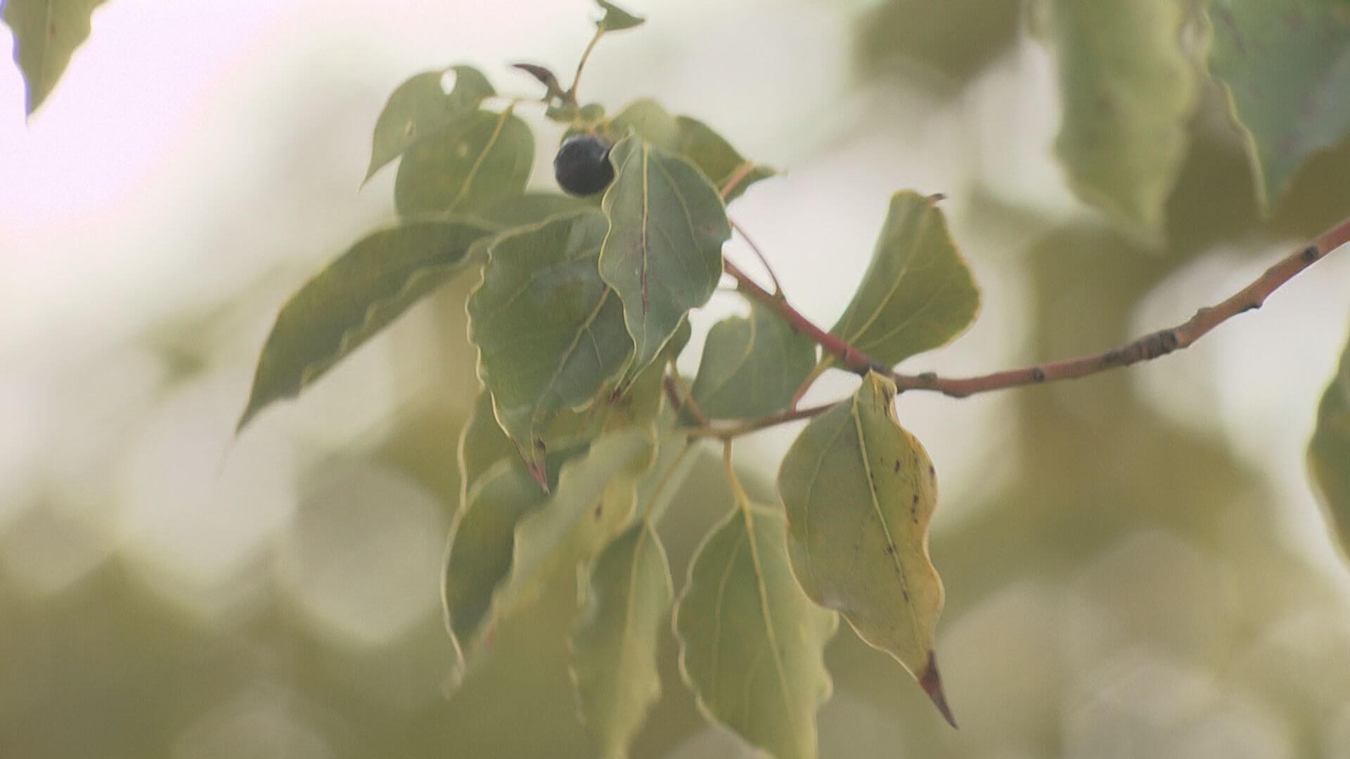 中国地方で「春一番」　広島地方気象台