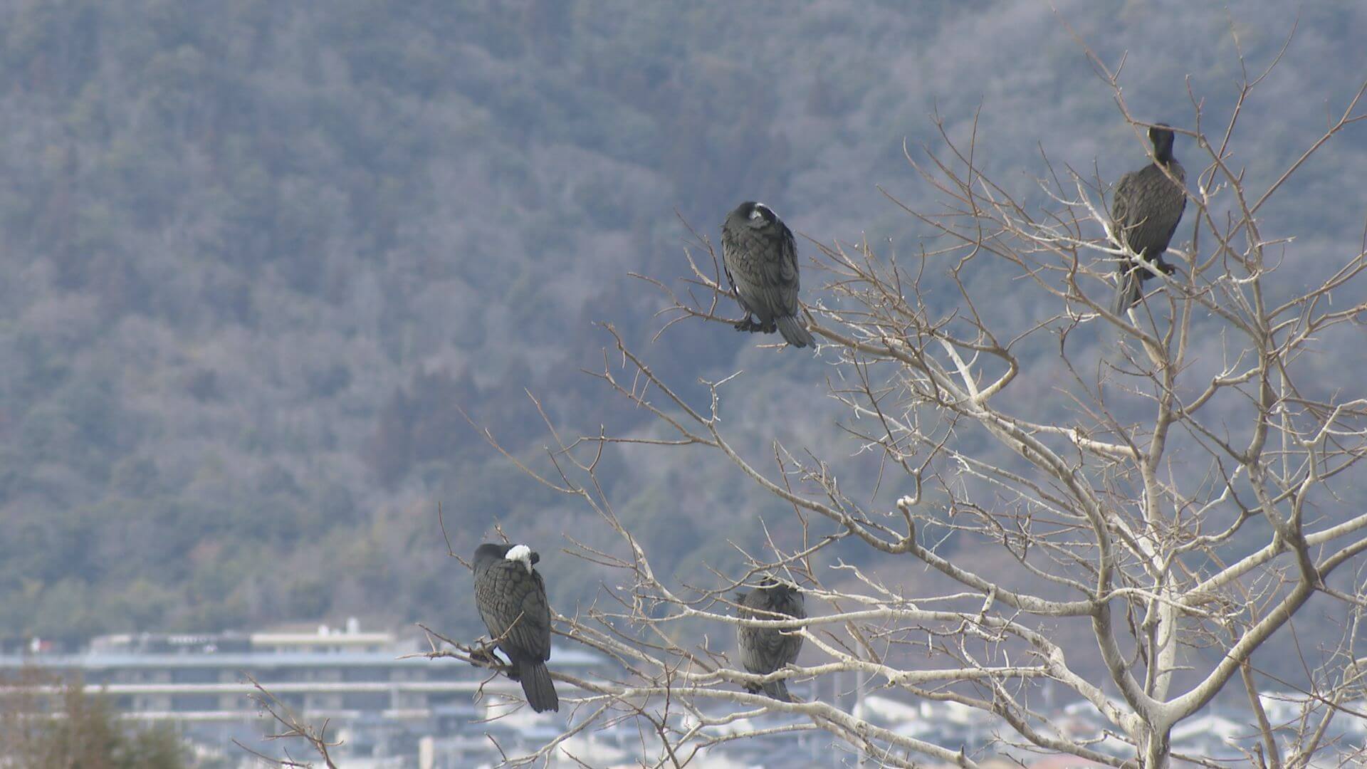 8日衆院選の投開票日　県内の広い範囲で大雪の恐れ【広島】