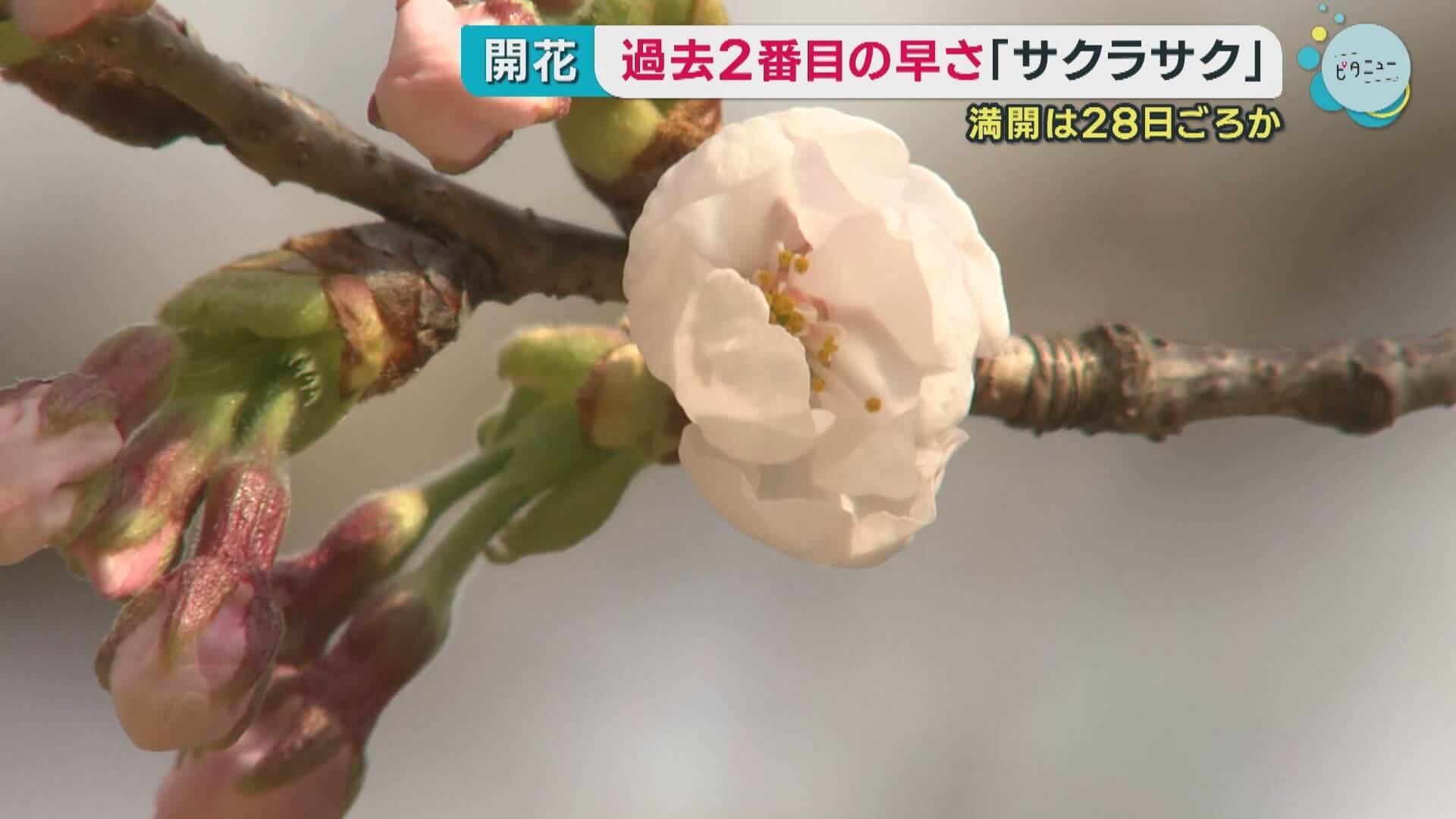 サクラの開花発表　過去２番目の早さ　広島