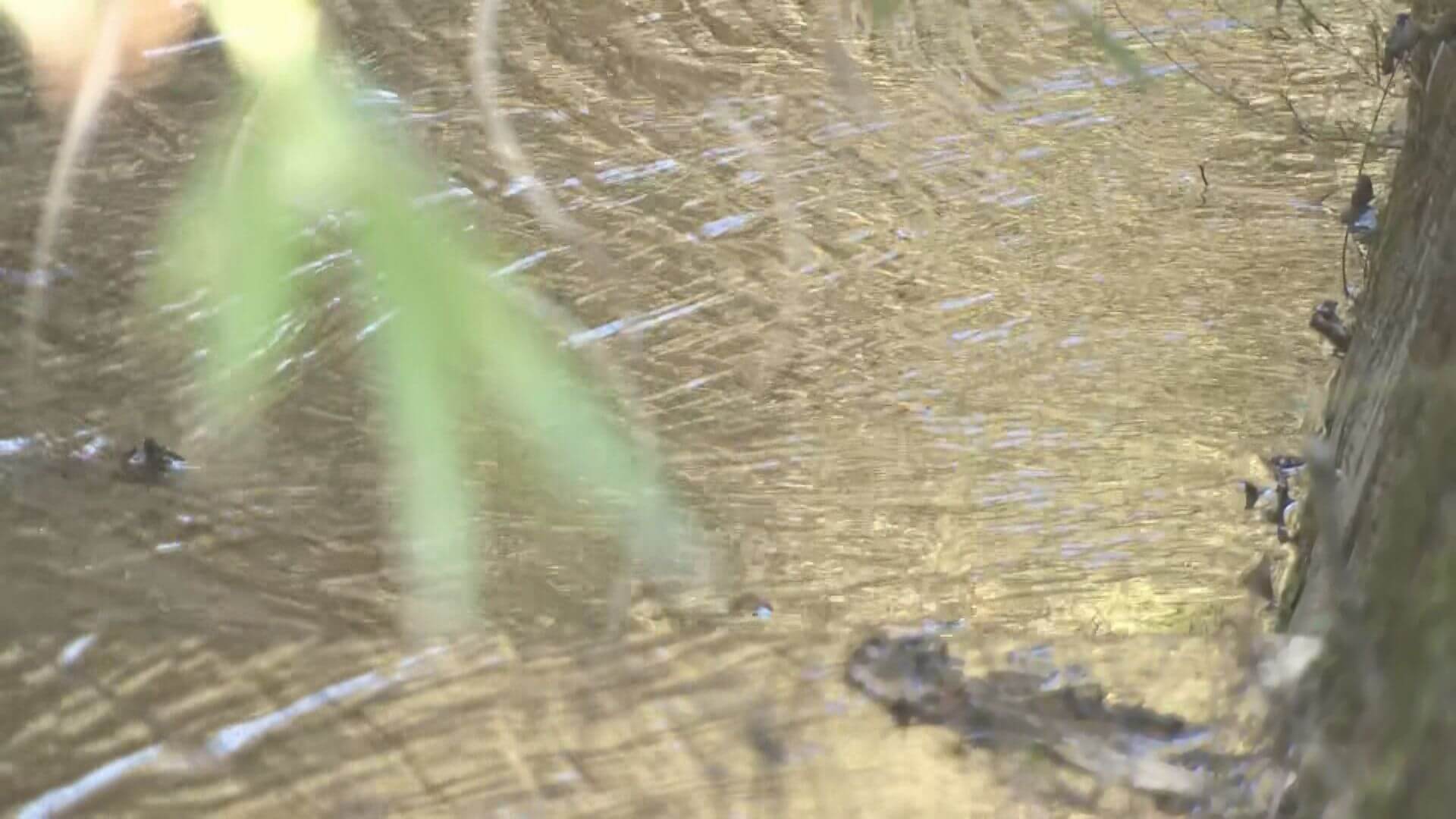 ＰＦＡＳ検出で住民ら原因特定求める　安佐南区の荒谷川　指針値の最大２８倍　広島