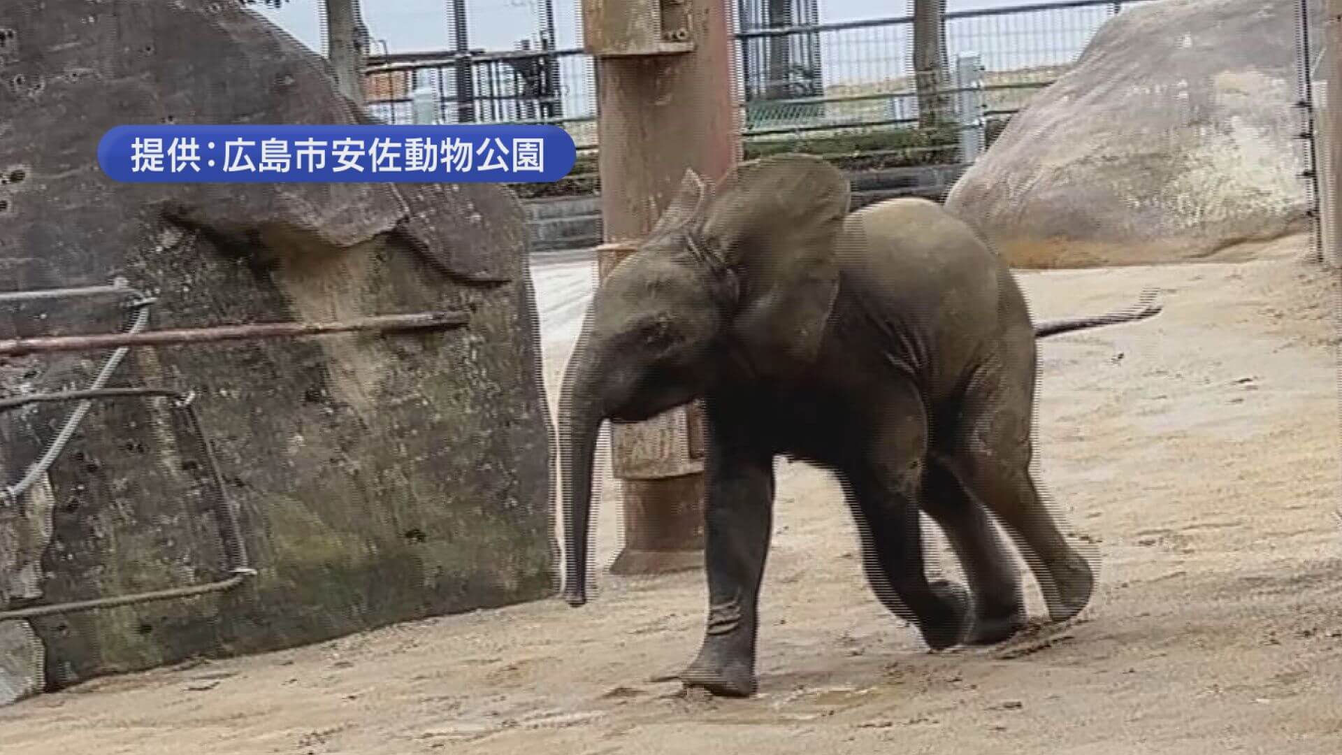マルミミゾウ　国内初の繁殖成功の舞台裏など学ぶイベント　【広島】