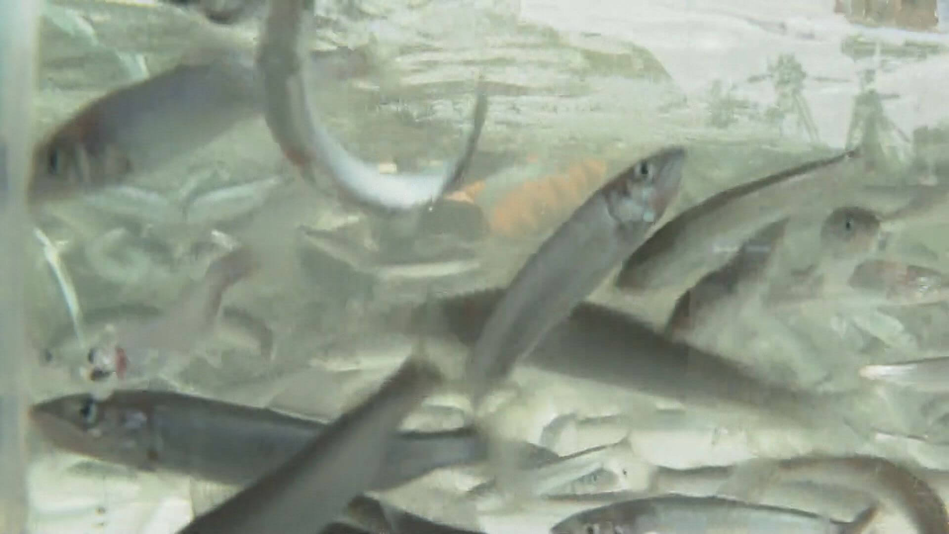 江の川に稚アユを放流　三次市粟屋町