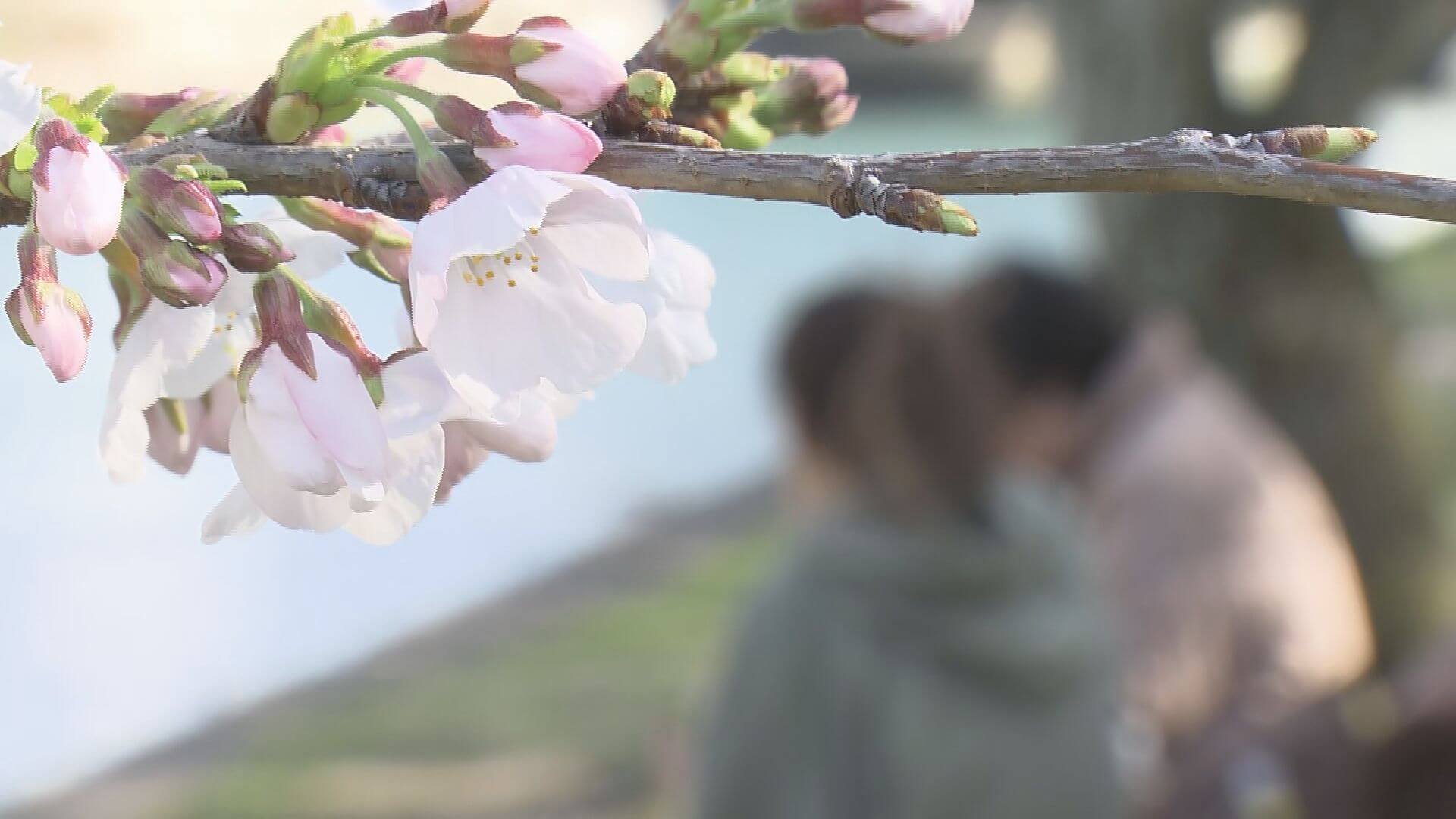 平和公園のサクラ“若枝”折られ被害届　世代交代のため育成の３４本　広島