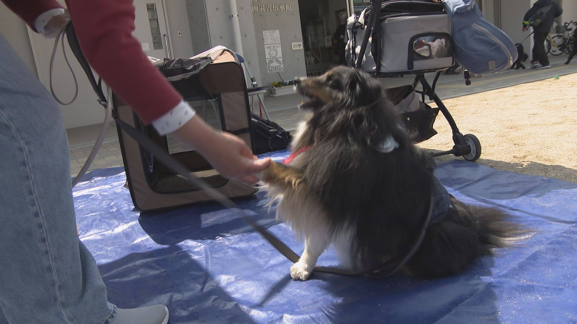 豪雨被災地でペットと避難訓練　「避難所生活」を想定　広島
