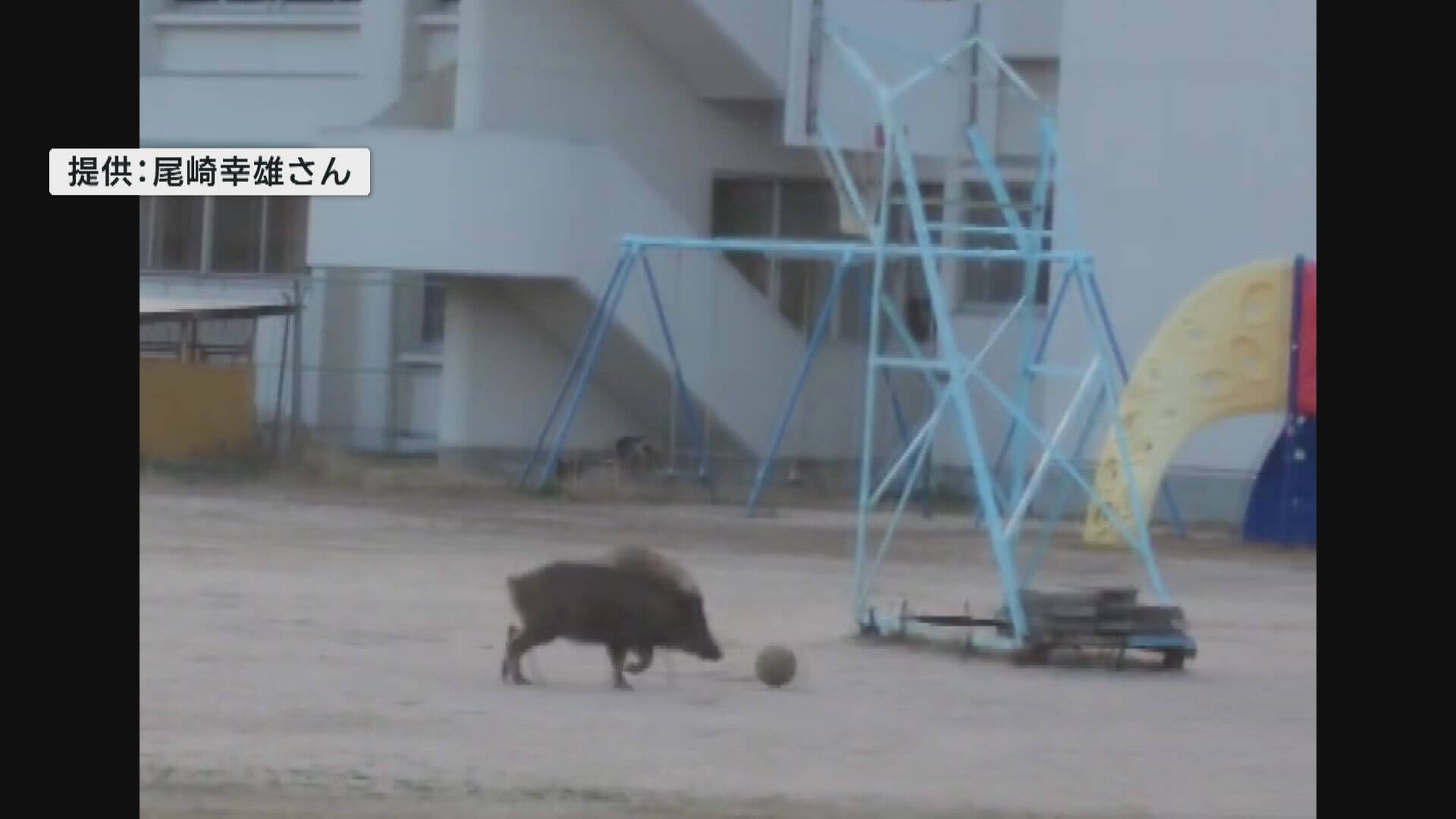 早朝の小学校にイノシシ　登校前で被害なし、動きに驚きの声【広島県・江田島市】