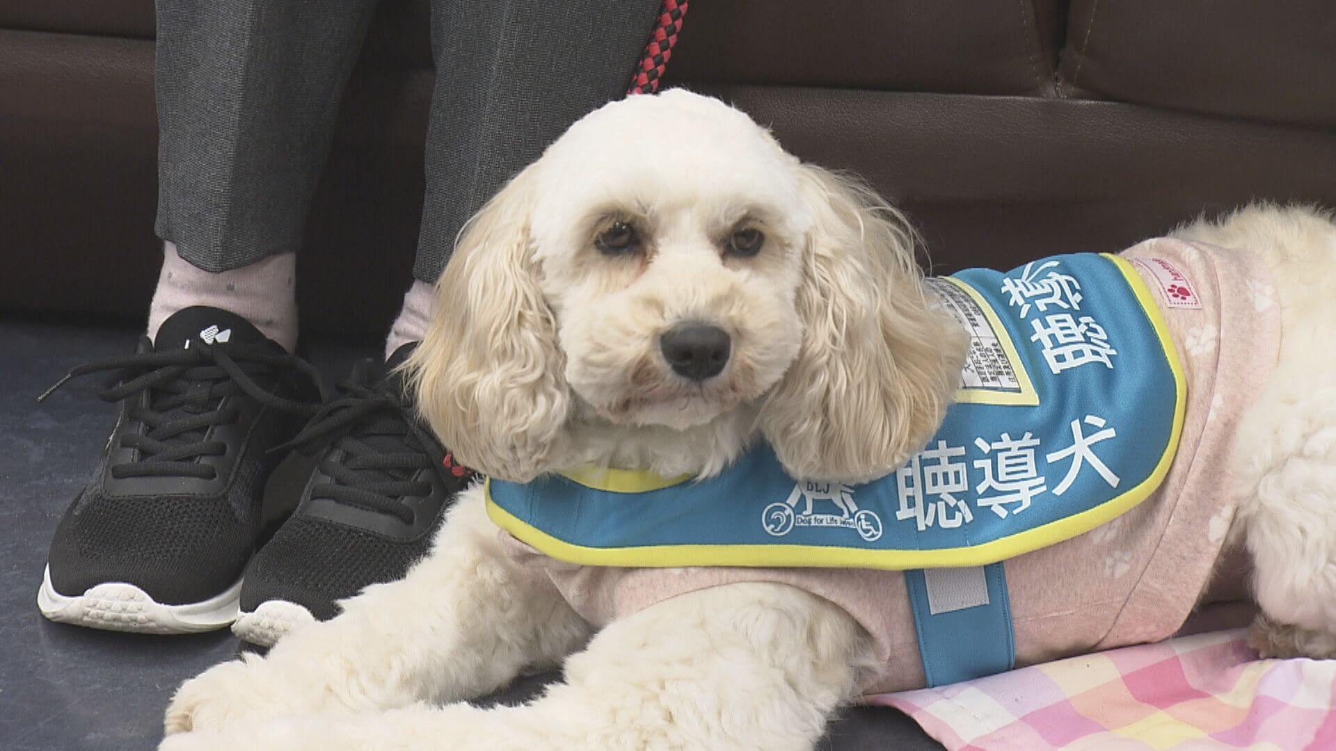 県内初の聴導犬が認定　利用者へ貸与開始【広島】