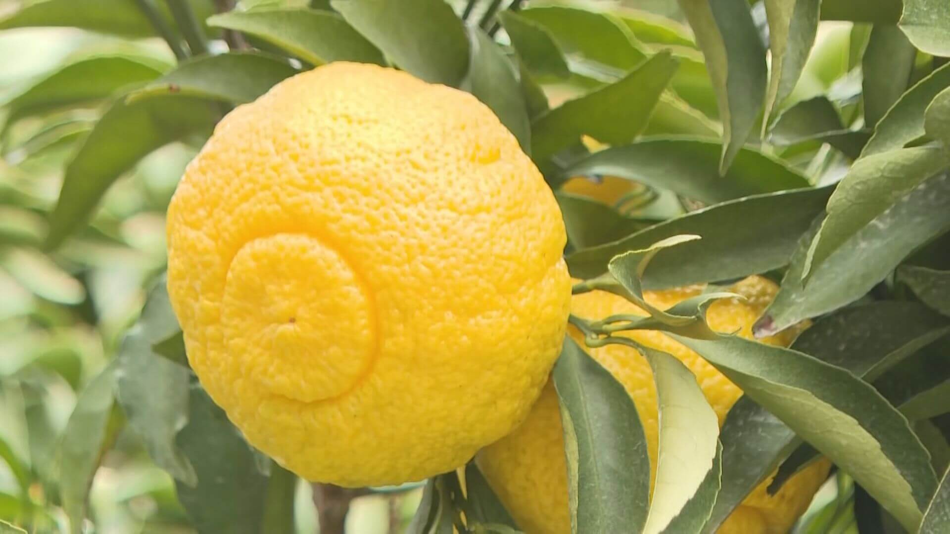 広島特産「はるか」出荷　「玉太りよく甘くおいしい」　呉市