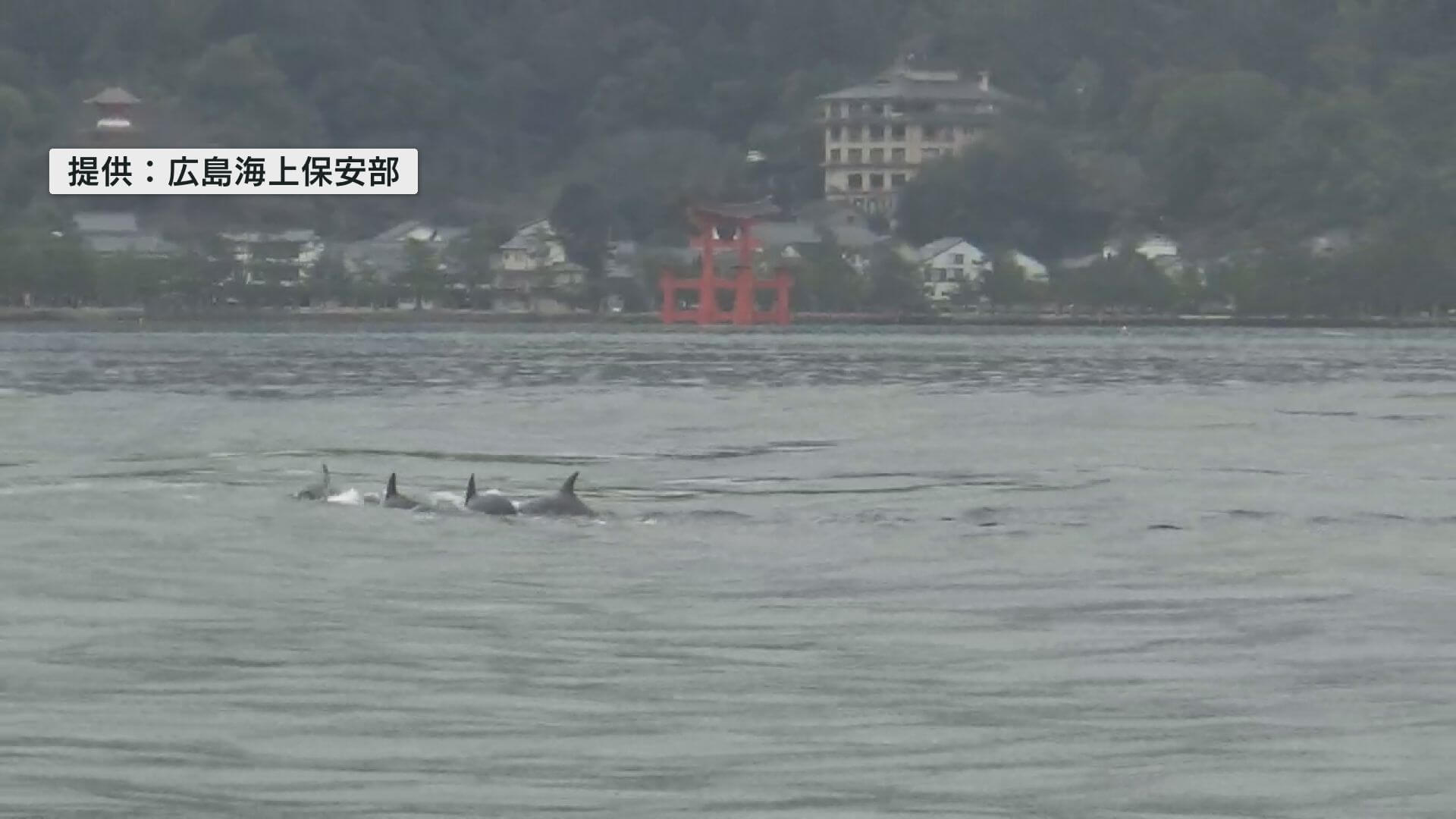 宮島沖で目撃されたのは…イルカ！？　海保職員が撮影　約１０頭の群れか　廿日市市