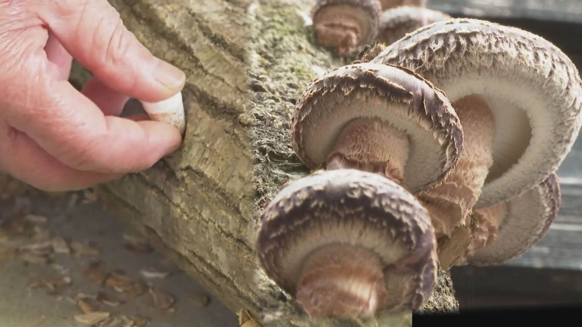 シイタケの春駒打ち　三次市穴笠町