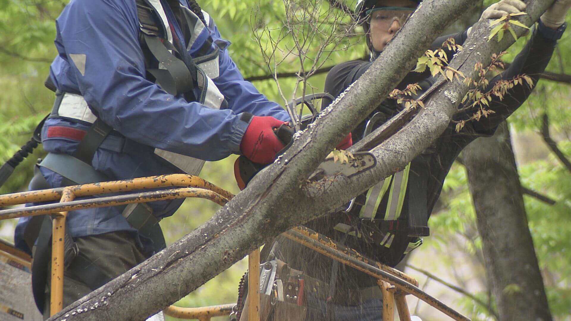 「安全に使えるように」県庁敷地内で倒木の危険がある木を伐採　広島
