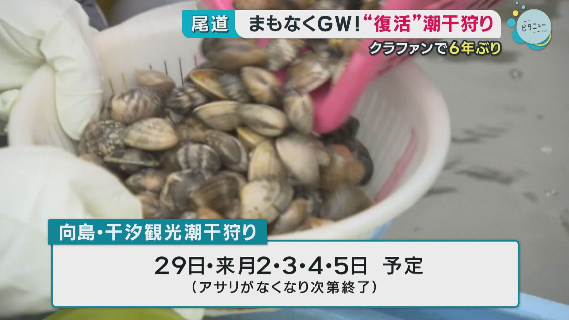 ６年ぶりに復活　向島・干汐観光潮干狩り　広島・尾道市