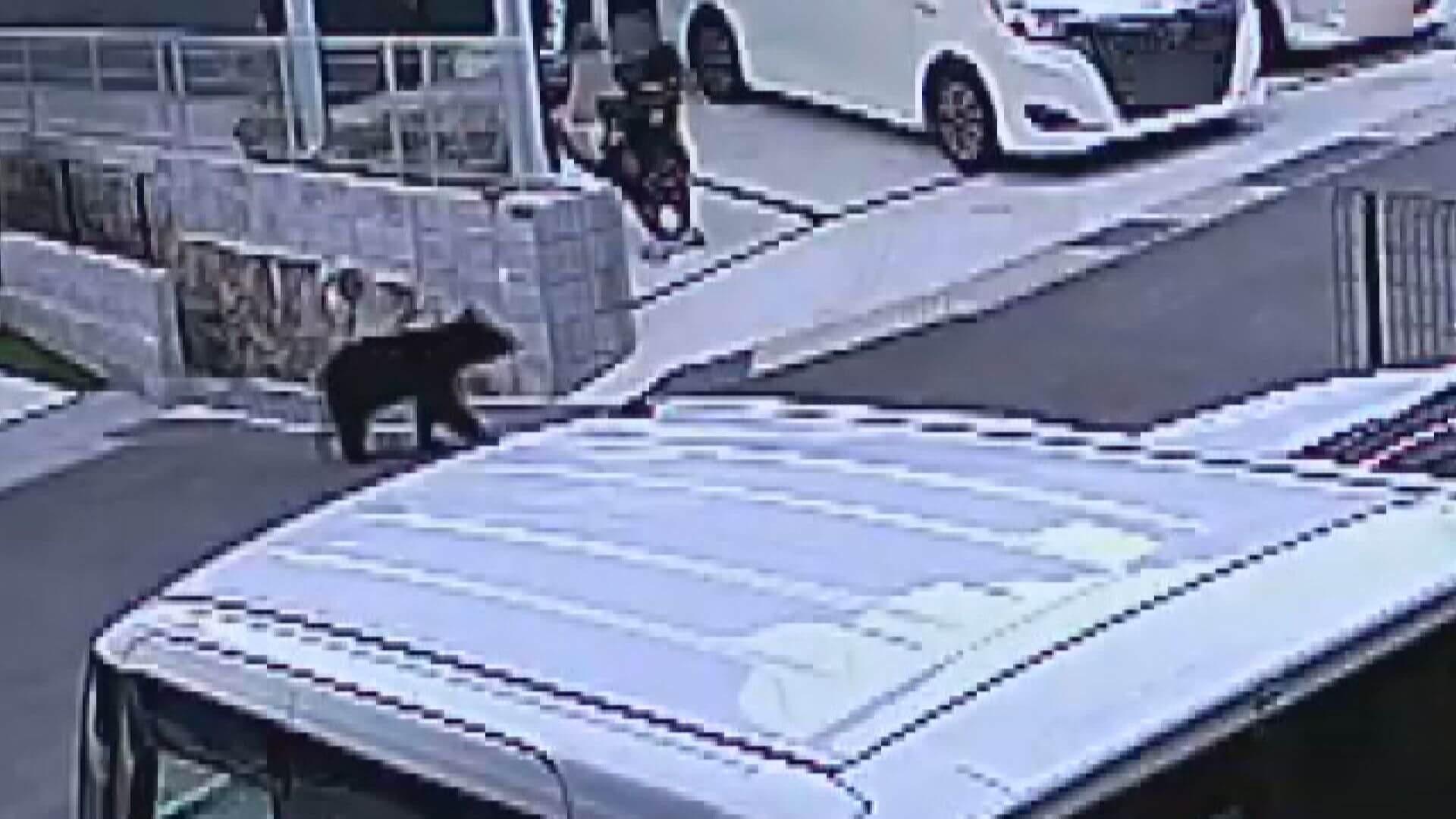 広島市佐伯区で再びクマの目撃相次ぐ　小・中学校では臨時休校も