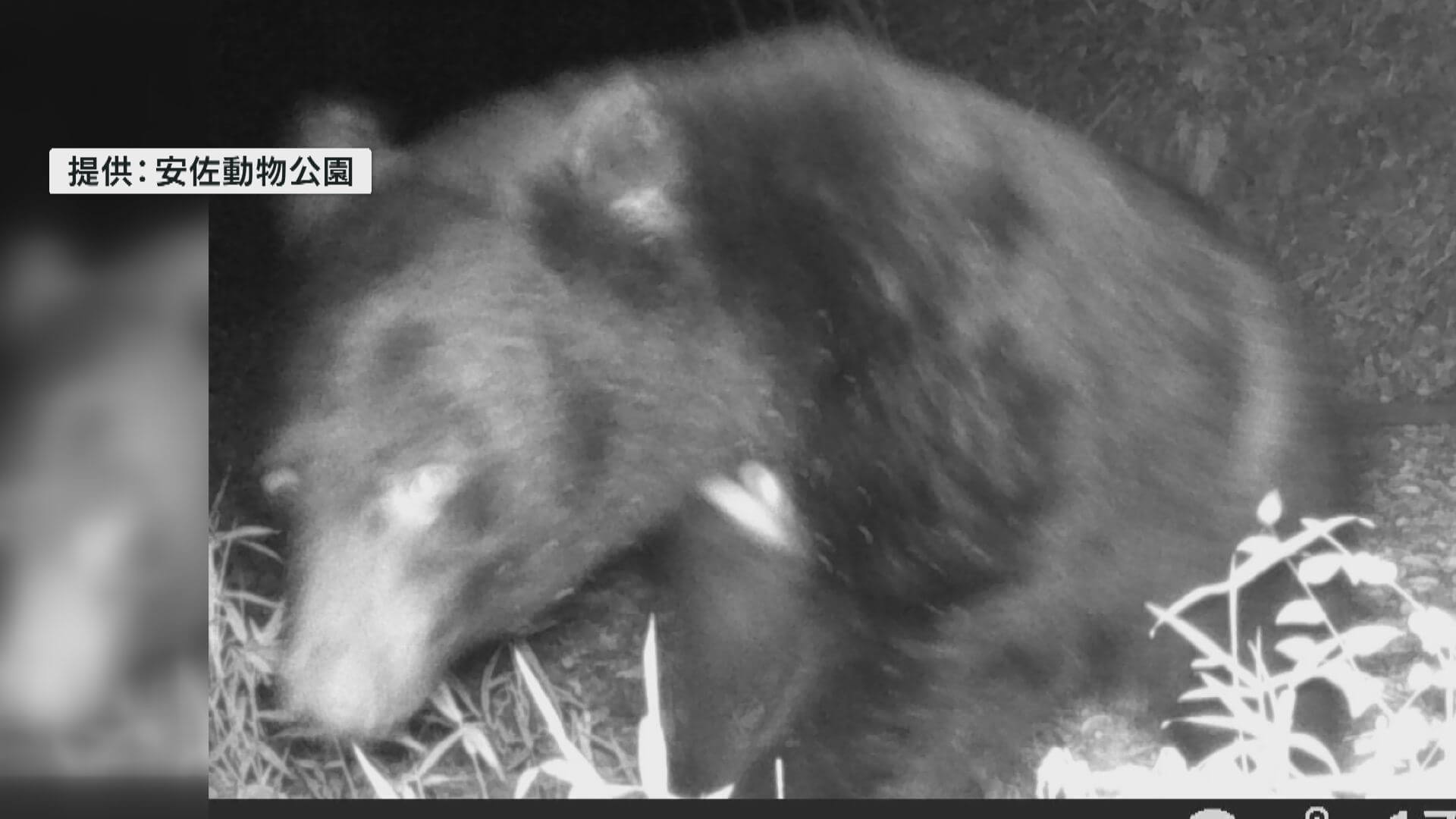 園内カメラに野生のクマ接近　安佐動物公園は一部閉鎖に　広島
