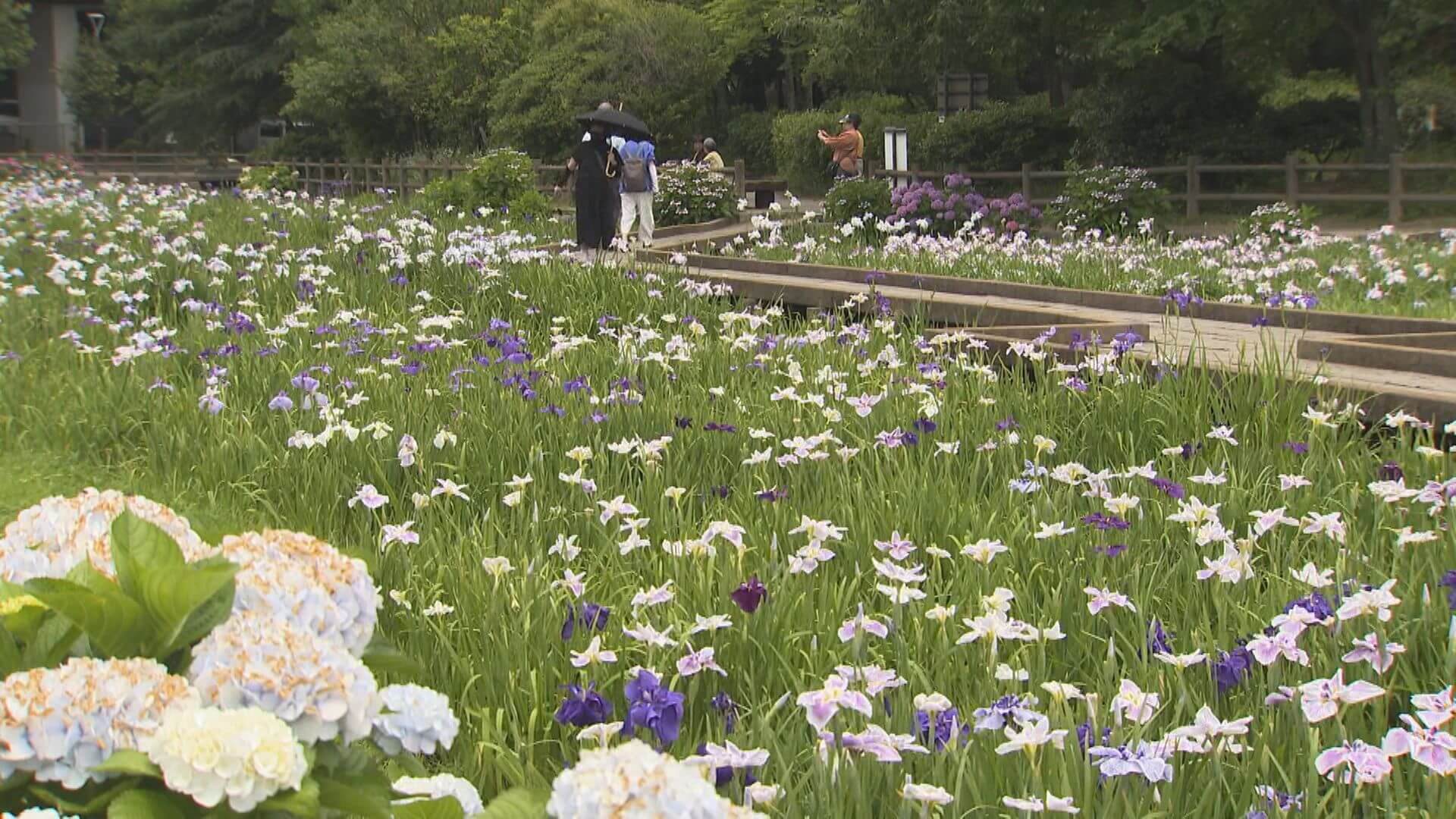 梅雨を彩るハナショウブ見ごろ　春日池公園で多彩に咲き誇る【福山】