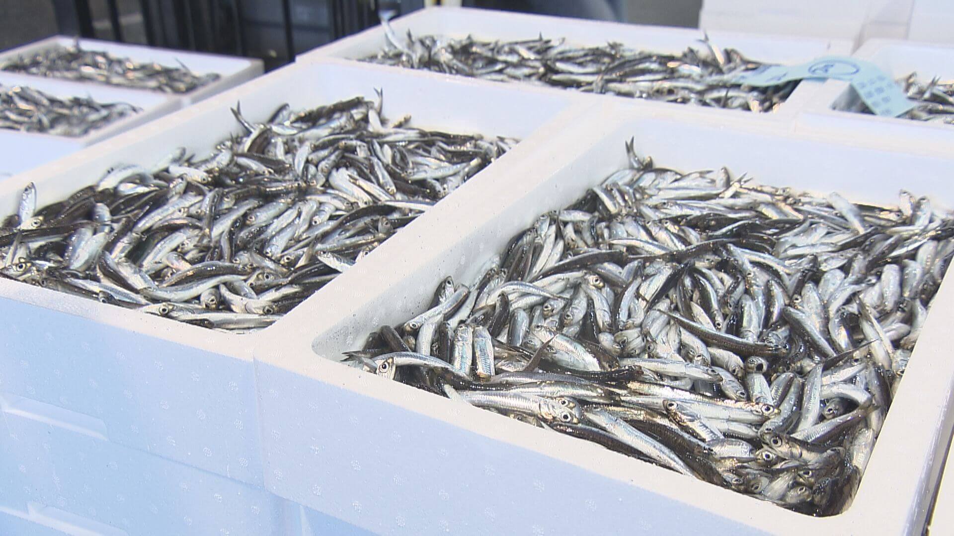 “夏の風物詩”小イワシ漁が解禁　初競りでは直近５年間の最高値に　広島