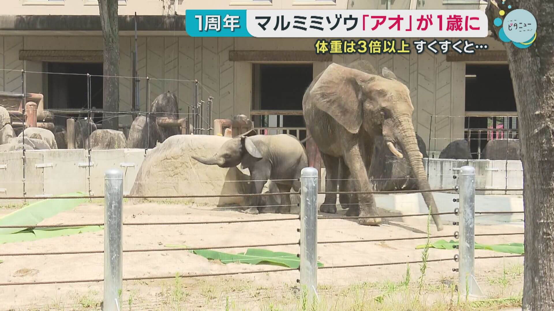 マルミミゾウ「アオ」1歳に　赤ちゃんゾウ成長祝うイベント【広島市安佐動物公園】