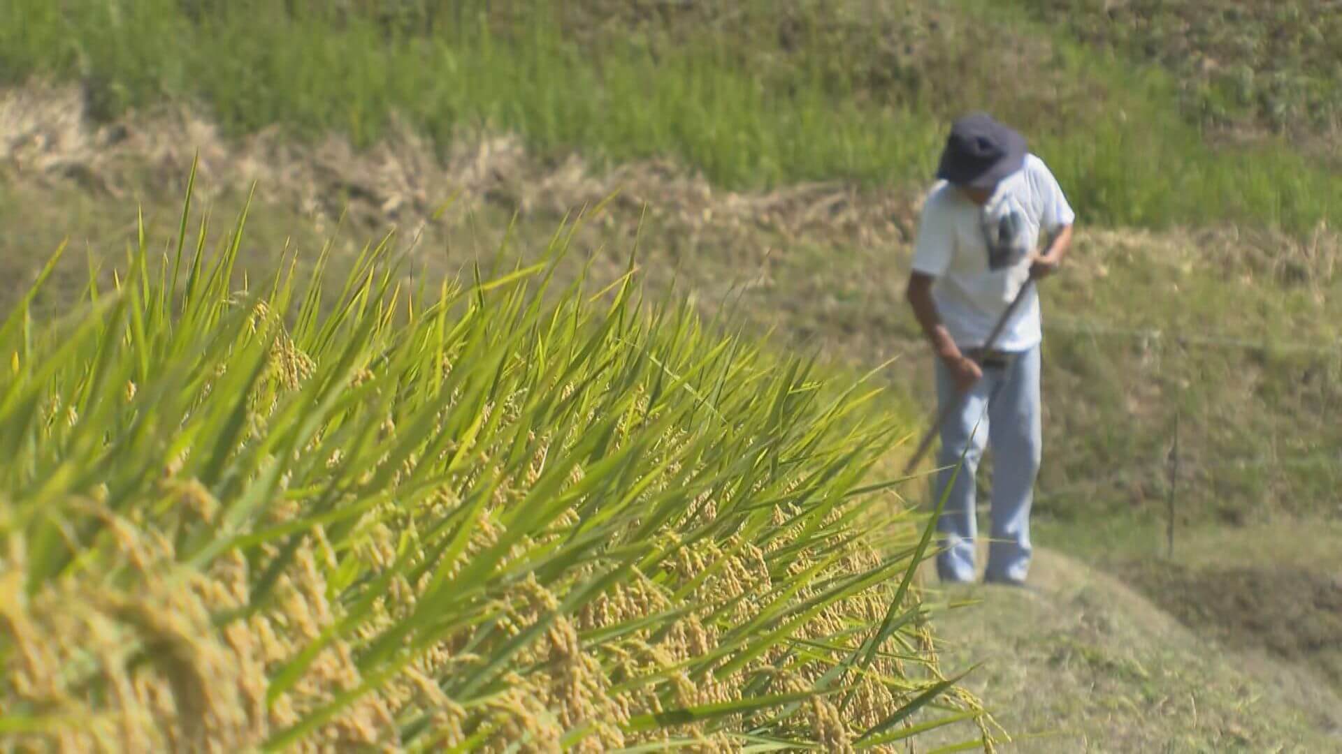 新米が古米より安い“逆転現象”　コメ価格下落に消費者歓迎も生産者から不安の声