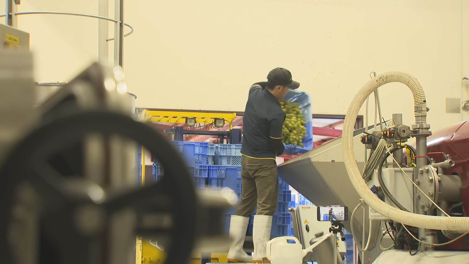 せらワイナリーでワインの仕込み始まる　