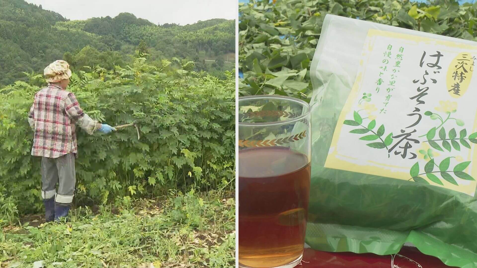 ハブソウ茶の摘み取り最盛期【広島県・三次市】