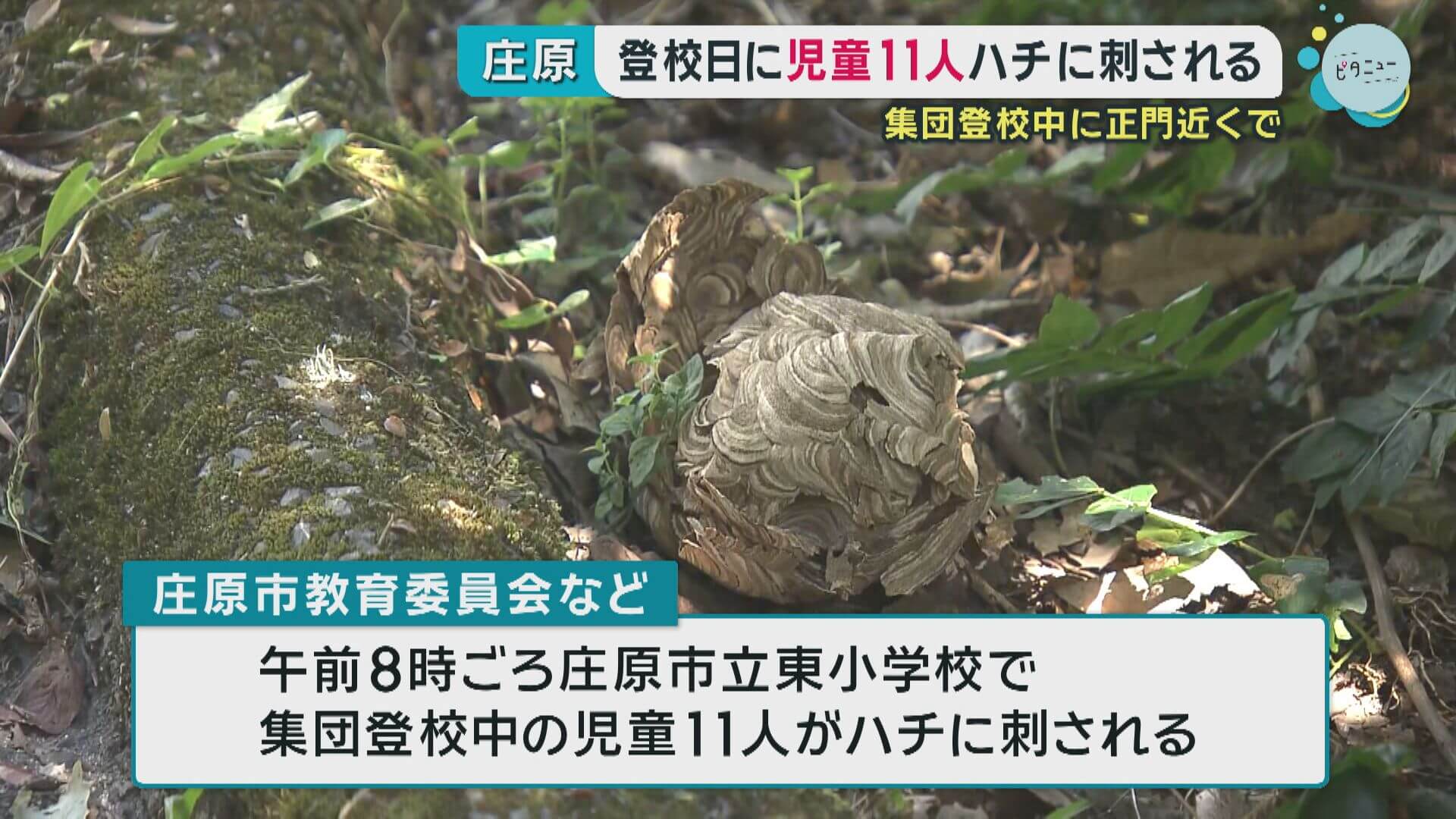 登校日の児童１１人ハチに刺される　広島・庄原市東小学校の正門近く