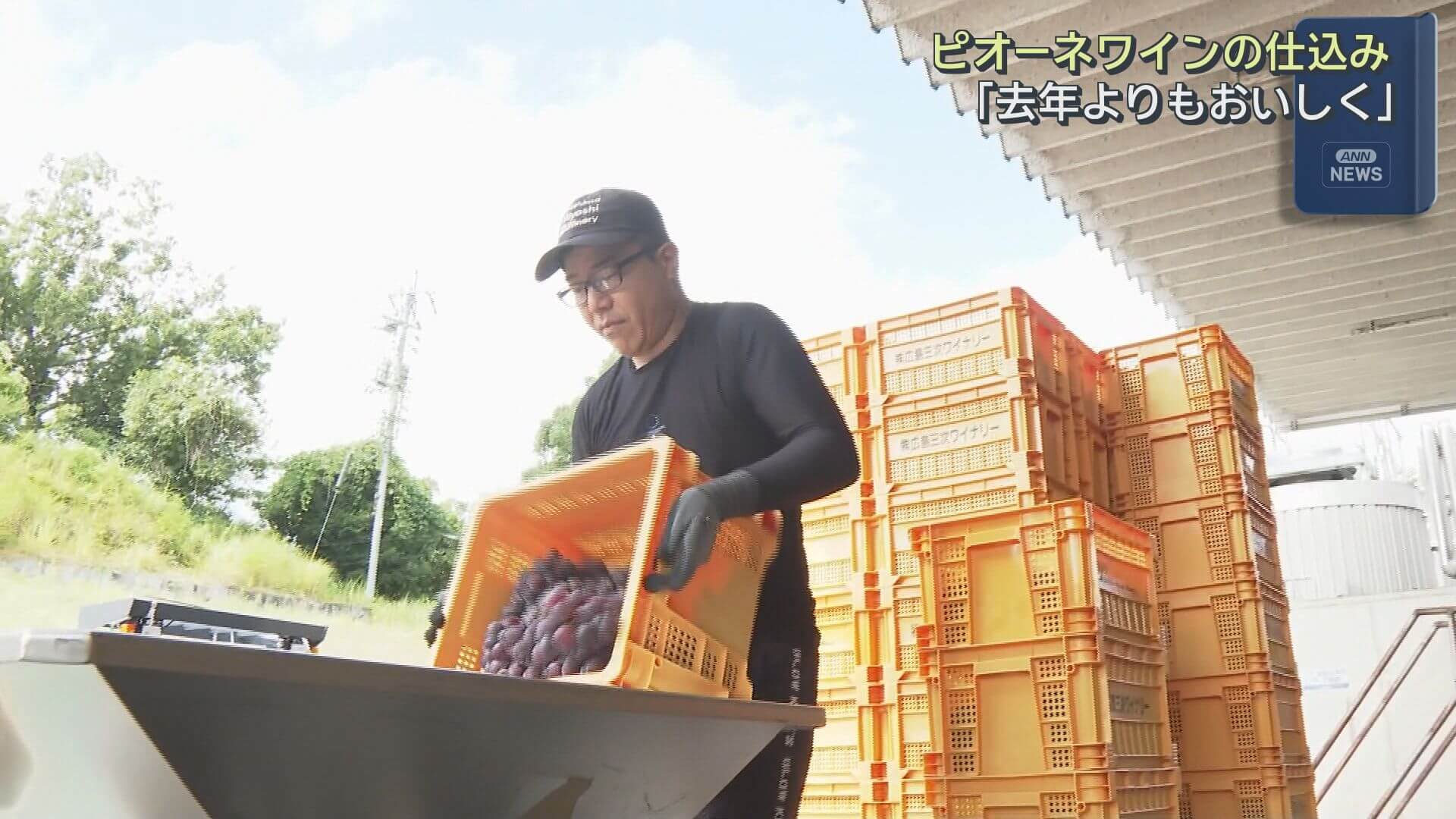 三次産ピオーネでワイン仕込み開始　【広島県・三次市】