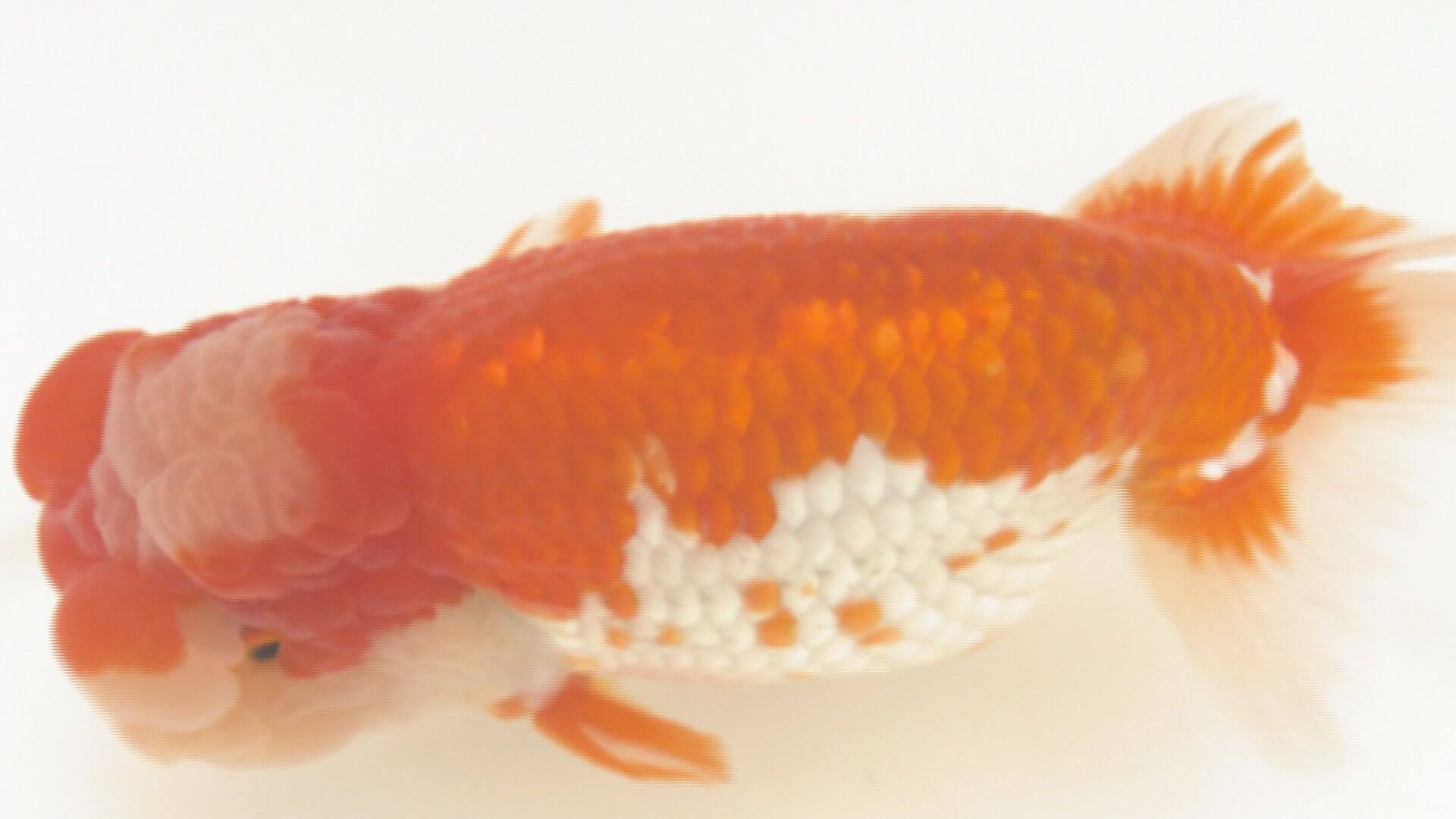 「金魚の王様」ランチュウの品評会開催　広島・福山市
