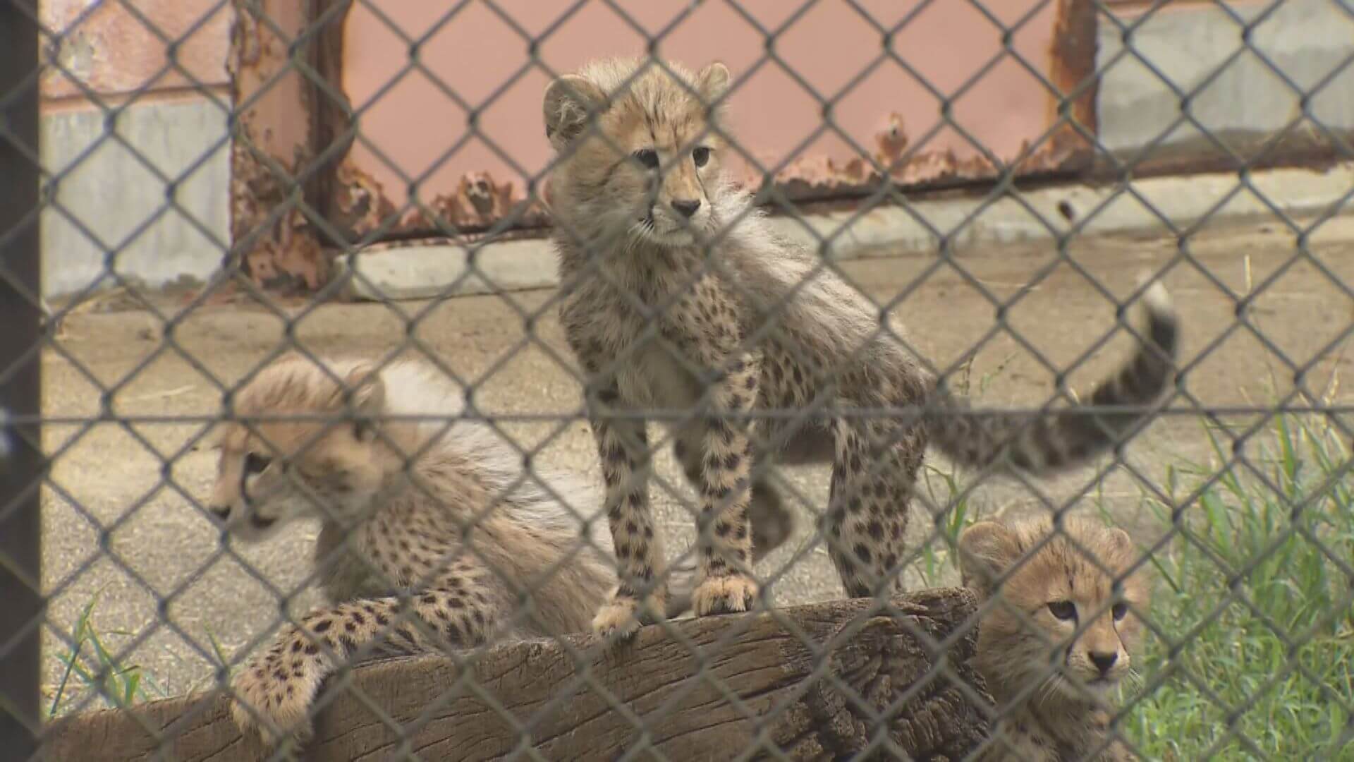 チーターの赤ちゃん 初公開　６月安佐動物公園で誕生　広島