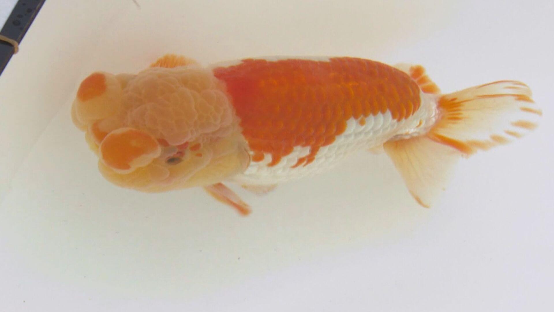 「金魚の王様」ランチュウの魅力とは　福山で愛好家らが品評会