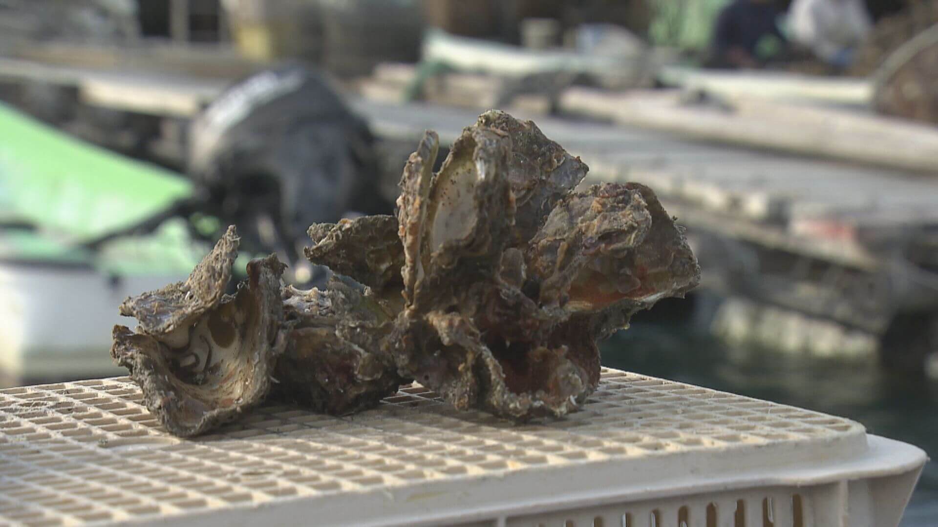 広島湾北中部で初の「厳戒アラート」　養殖カキのへい死リスク　県が注意呼びかけ