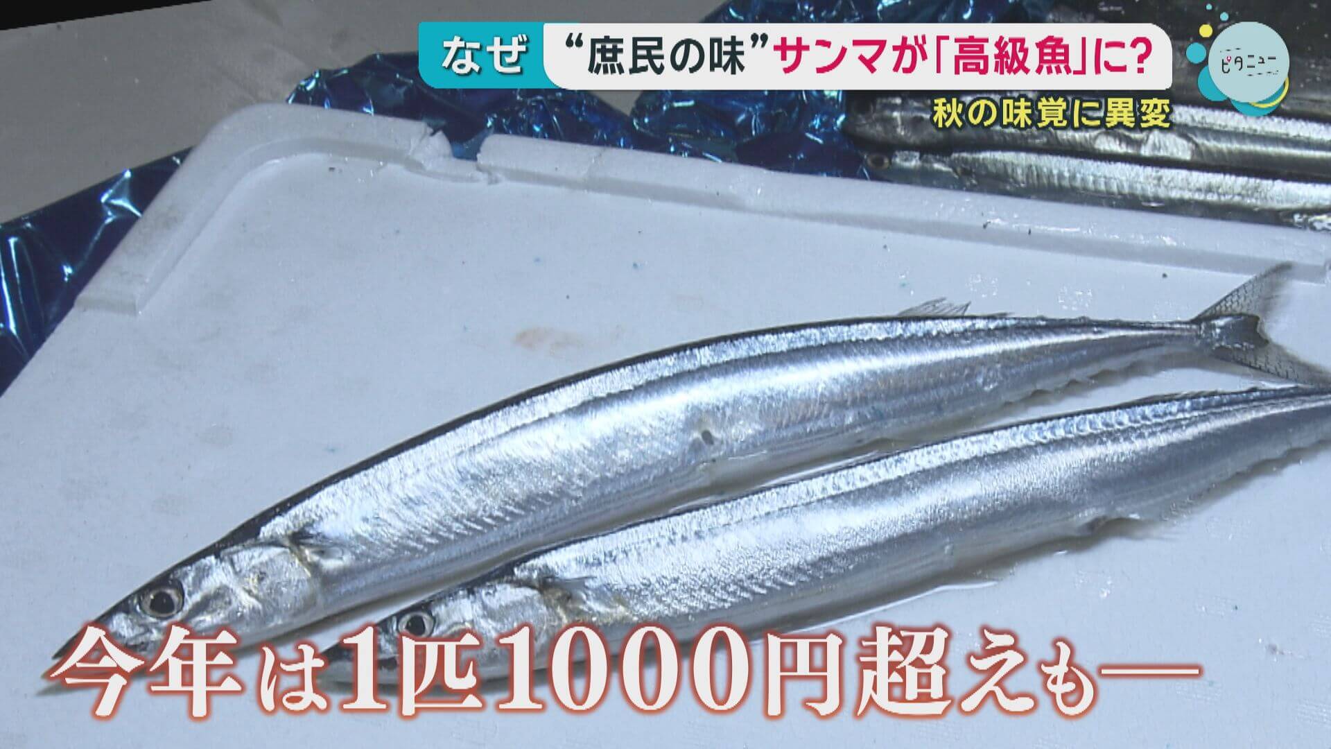 秋の味覚に異変…“庶民の味”サンマが「高級魚」に？