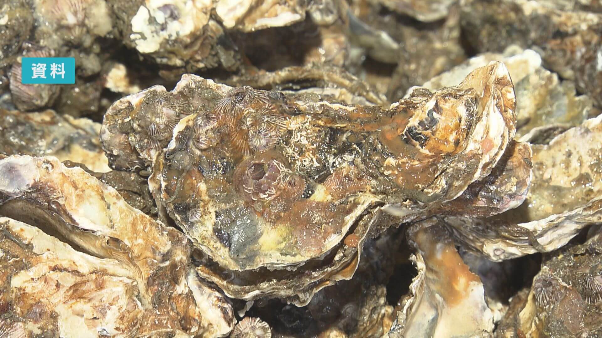 【大量死】広島県産カキ　収穫量半減で全国２位に転落　農水省統計調査（速報値）