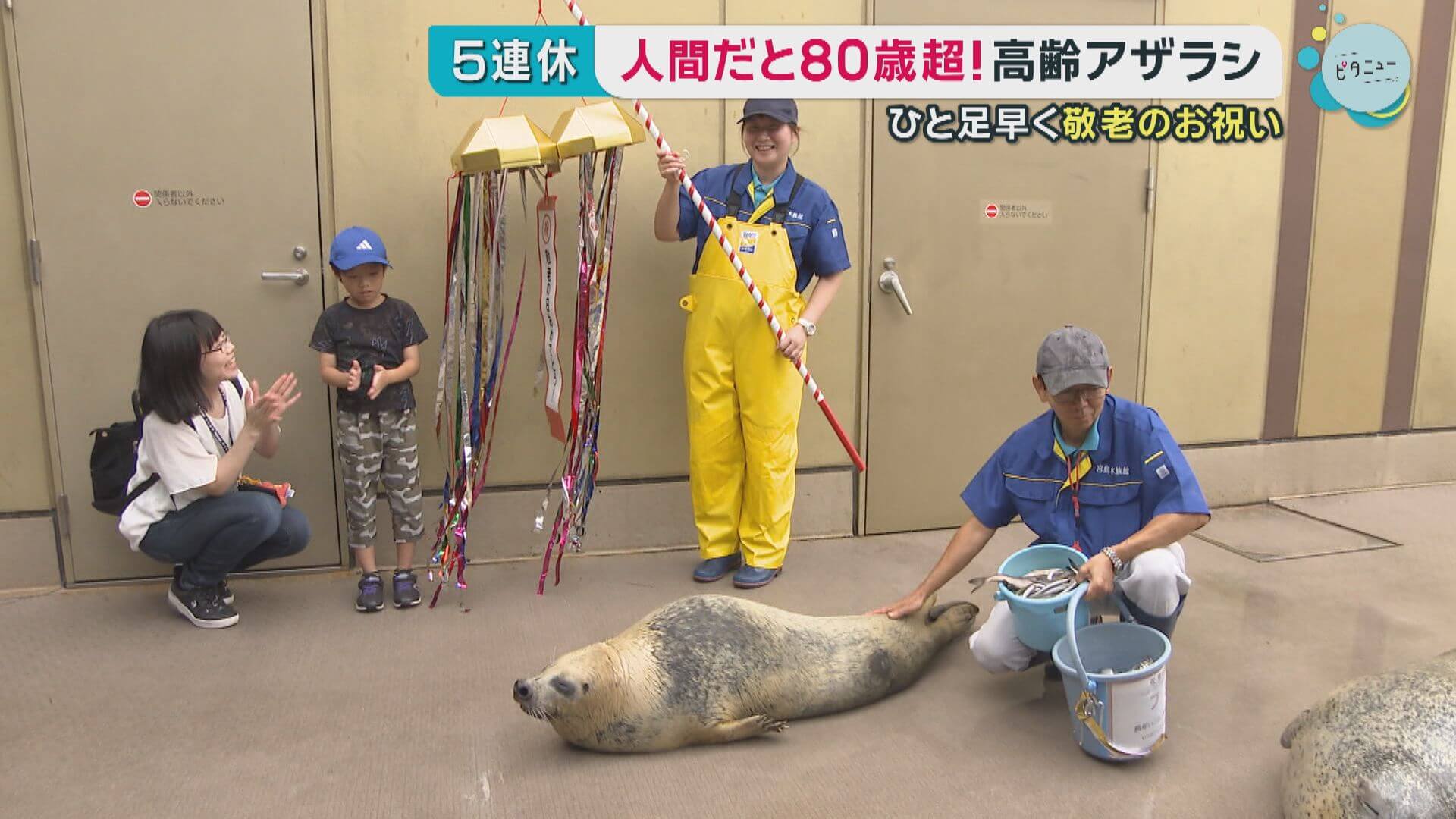 長寿のゴマフアザラシ「フミ」お祝い　宮島水族館　廿日市市