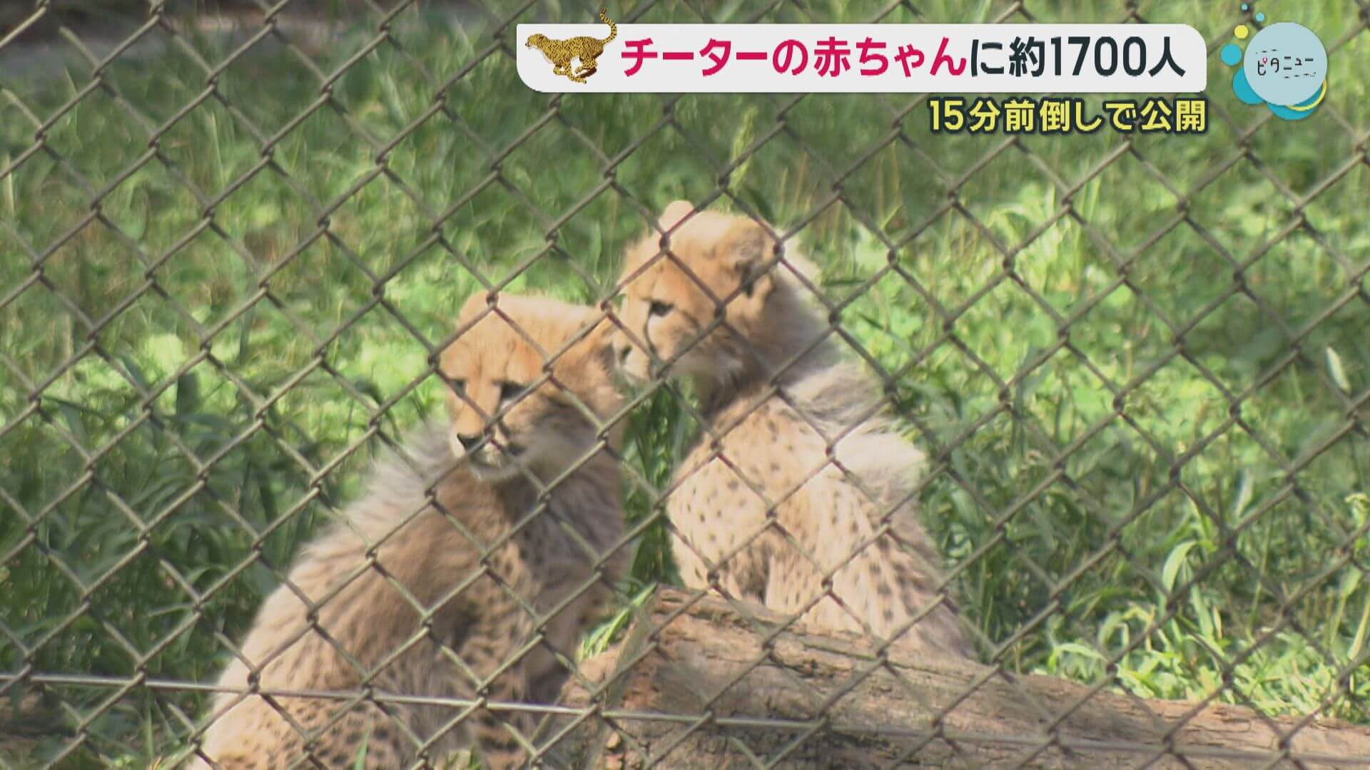 シルバーウイーク最終日　チーターの赤ちゃんに約１７００人　安佐動物公園