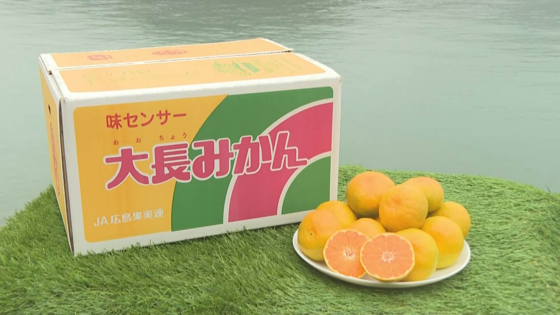 「大長みかん」出荷始まる 　呉市大崎下島の特産品