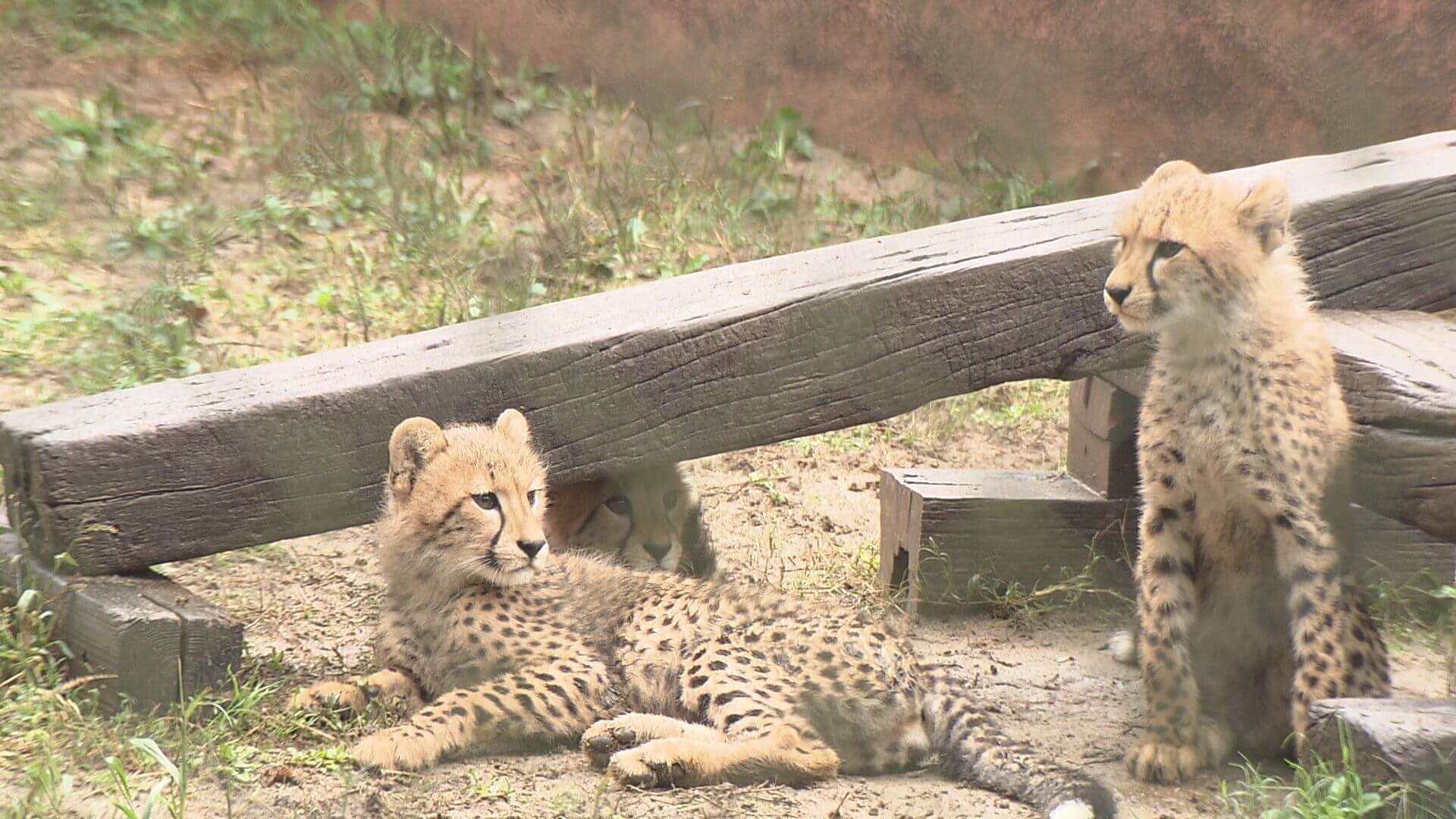 チーターの赤ちゃん愛称発表　安佐動物公園