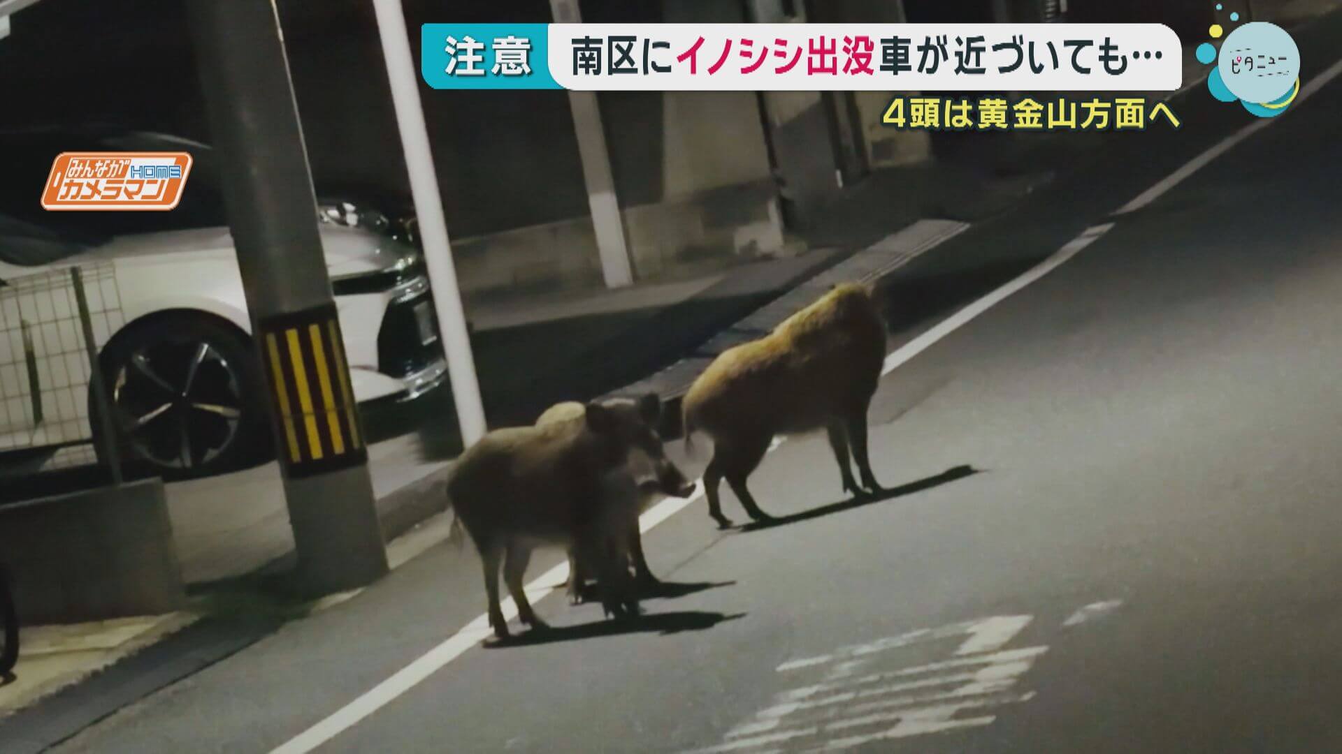 街灯の下を堂々と…住宅街にイノシシ４頭　広島