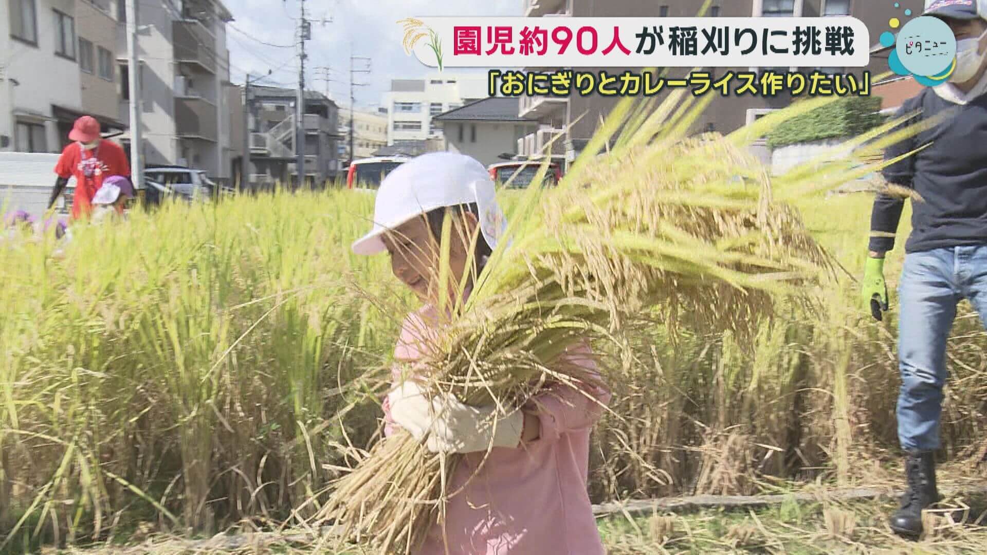 実りの秋　園児９０人が稲刈り体験　広島