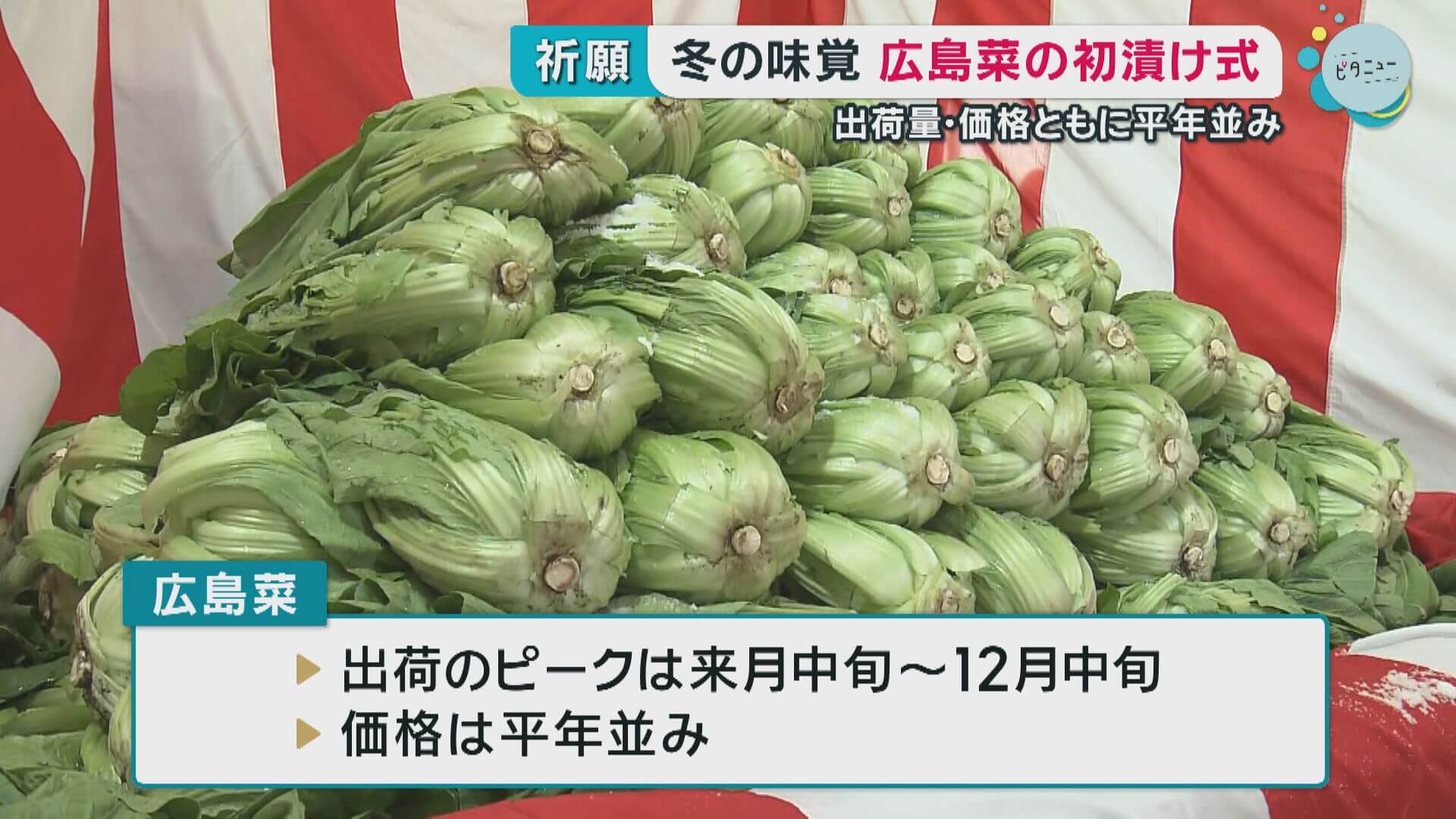 出荷量・価格は平年並み　冬の味覚　広島菜の初漬け式