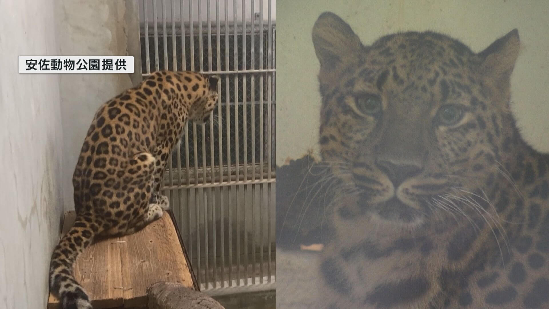 アムールヒョウが安佐動物公園に　「スク」との繁殖目指す