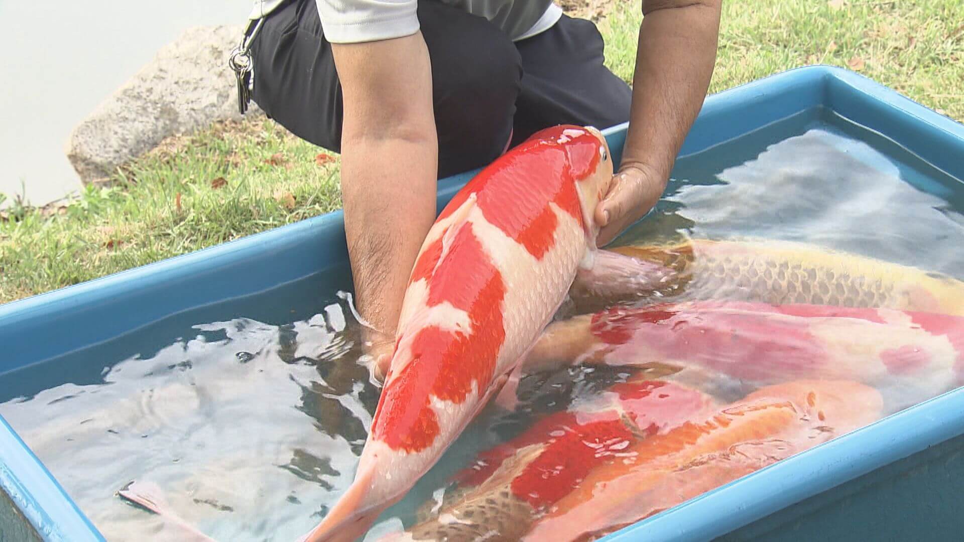 “鯉城”の堀にニシキゴイ約１１０匹を放流　養殖業者が広島城に寄贈