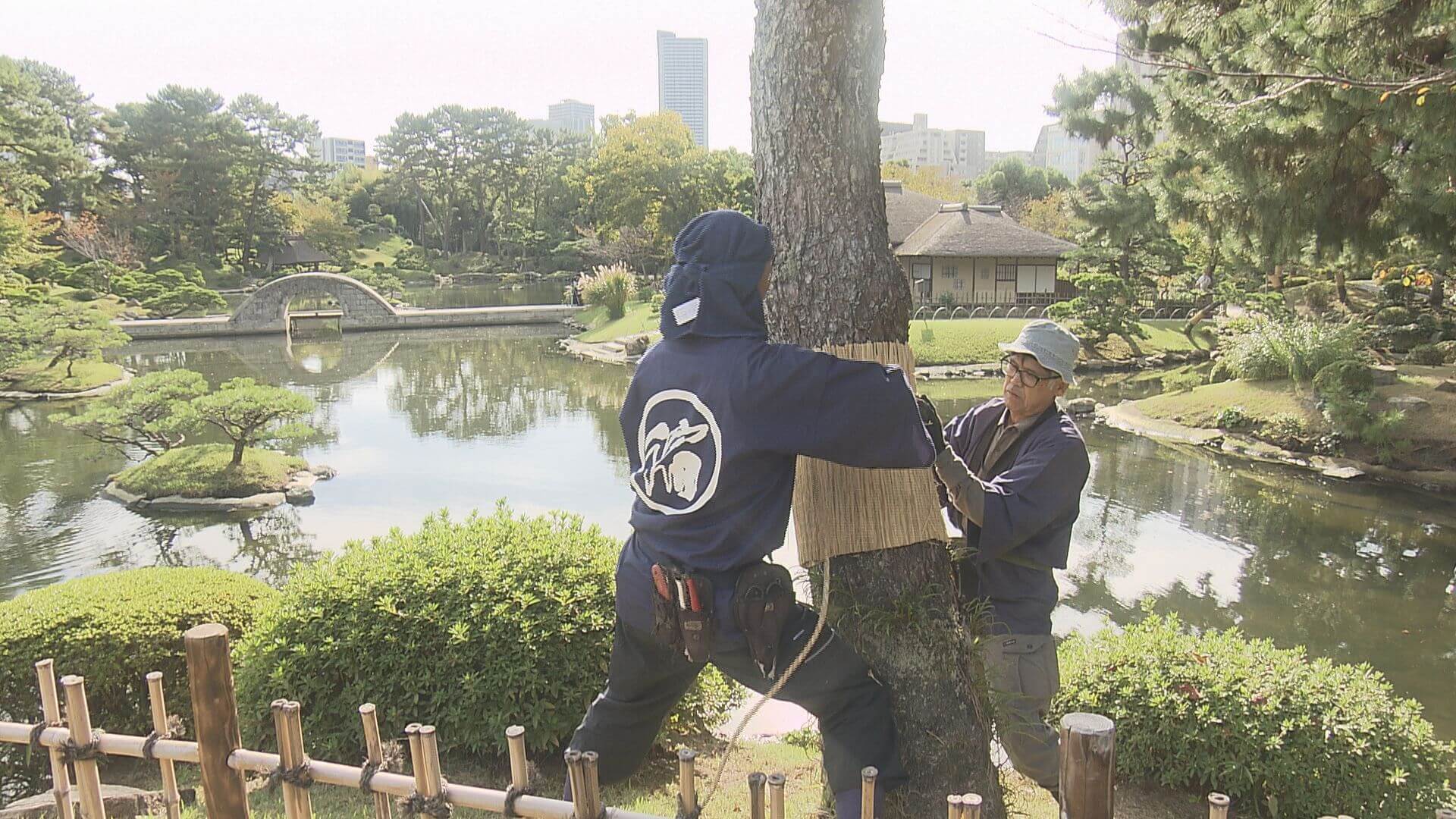 縮景園で風物詩「松のこも巻き」　【広島】