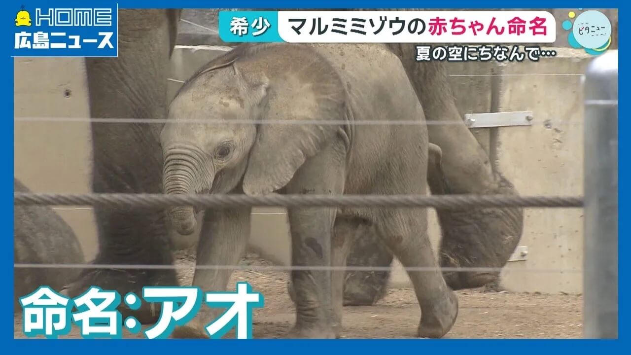 【国内初】マルミミゾウ赤ちゃん成長記録｜【公式】HOME広島ニュース